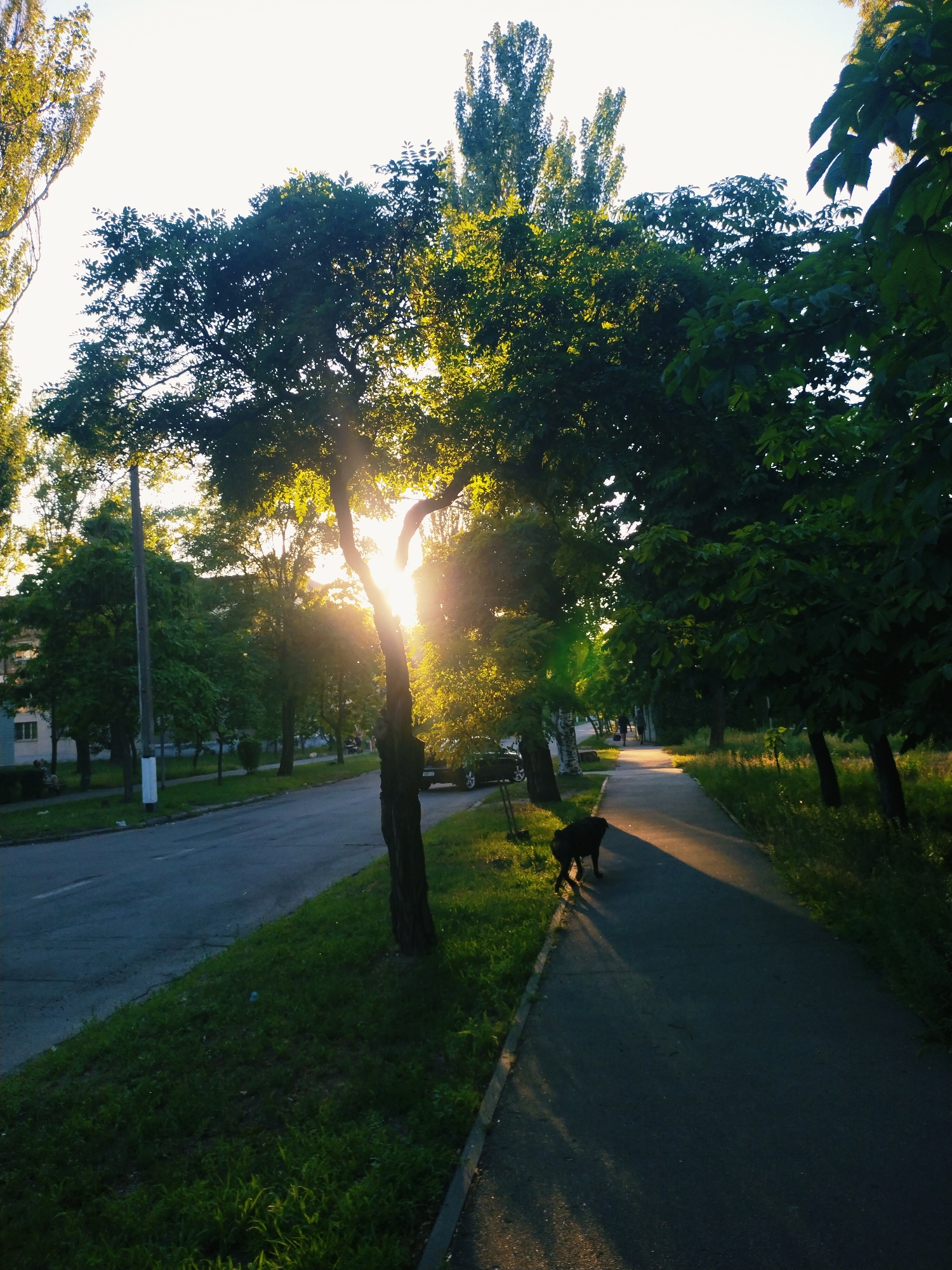 The image depicts a sidewalk lined with trees and grass next to a street, likely in Horishni Plavni, Ukraine, under a bright sky illuminated by the setting sun. The sun's rays filter through the dense foliage of trees, casting dappled light and long shadows across the scene. A solitary black dog stands on the paved sidewalk, facing away from the camera, its silhouette stark against the sunlit path. To the left of the sidewalk, a paved street is visible, with a parked car and a few people walking in the distance. The surrounding environment appears to be a residential area, with buildings partially visible behind the trees. The overall atmosphere is serene, with the warm glow of the setting sun creating a peaceful ambiance.