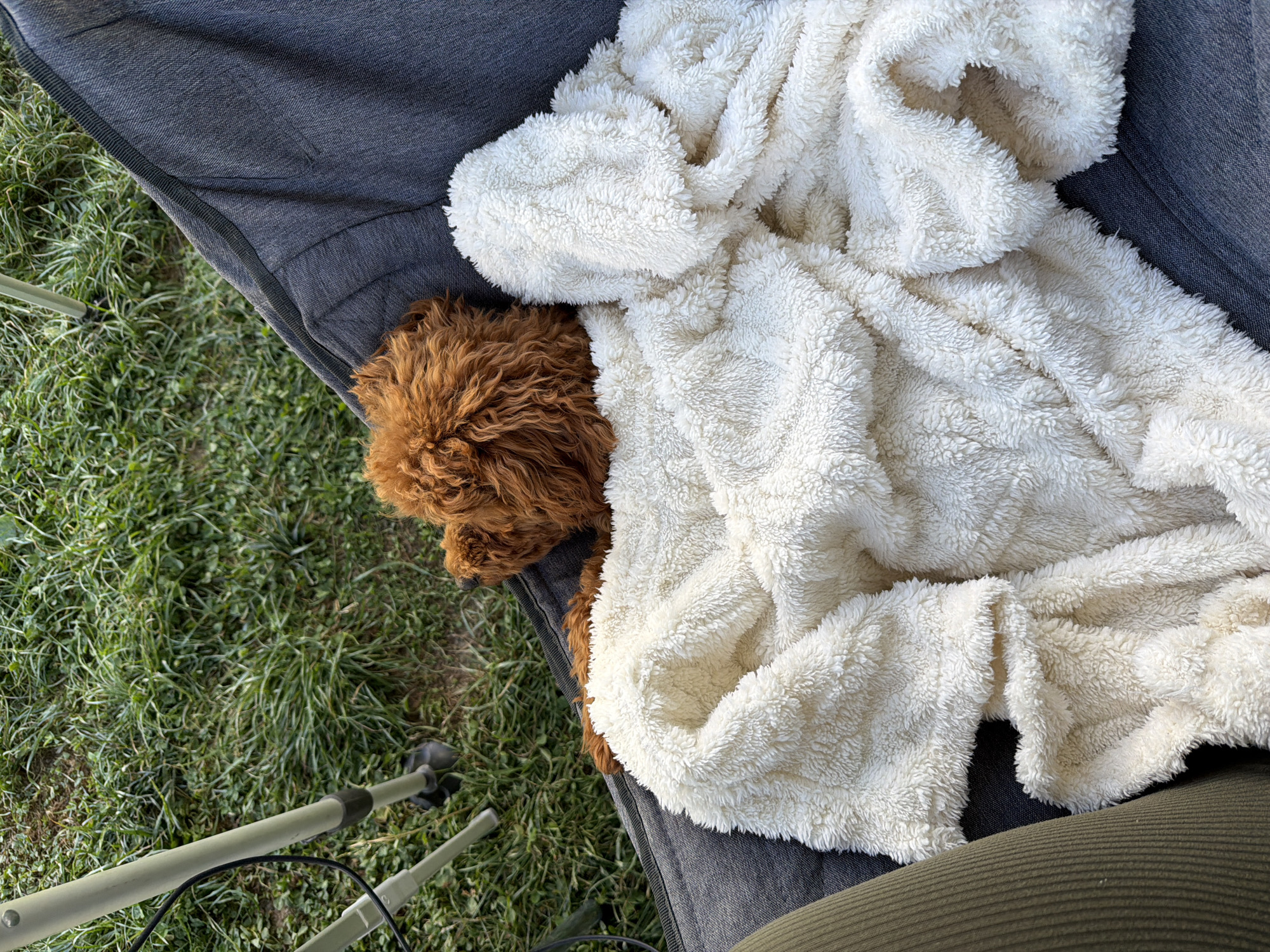 A light brown dog is curled up on a dark gray chair, covered with a fluffy white blanket. The chair is positioned outdoors on a patch of green grass. In the background, there is a light-colored tripod. This scene appears to be a peaceful moment of rest in an outdoor setting, potentially a park or backyard, as there are no specific urban features to identify it within Sarnitsa, Bulgaria.
