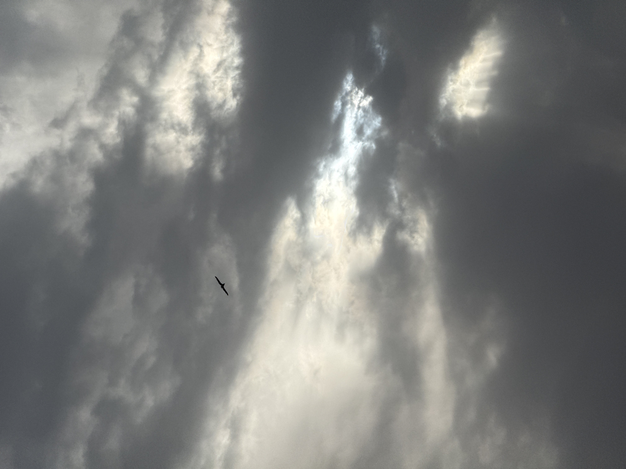 A silhouetted bird flies through a cloudy sky. The clouds are dark and heavy, with patches of sunlight breaking through in the lower right and upper right quadrants of the image. The bird is small and dark, flying from left to right. The location of the image is not specified in the provided information.