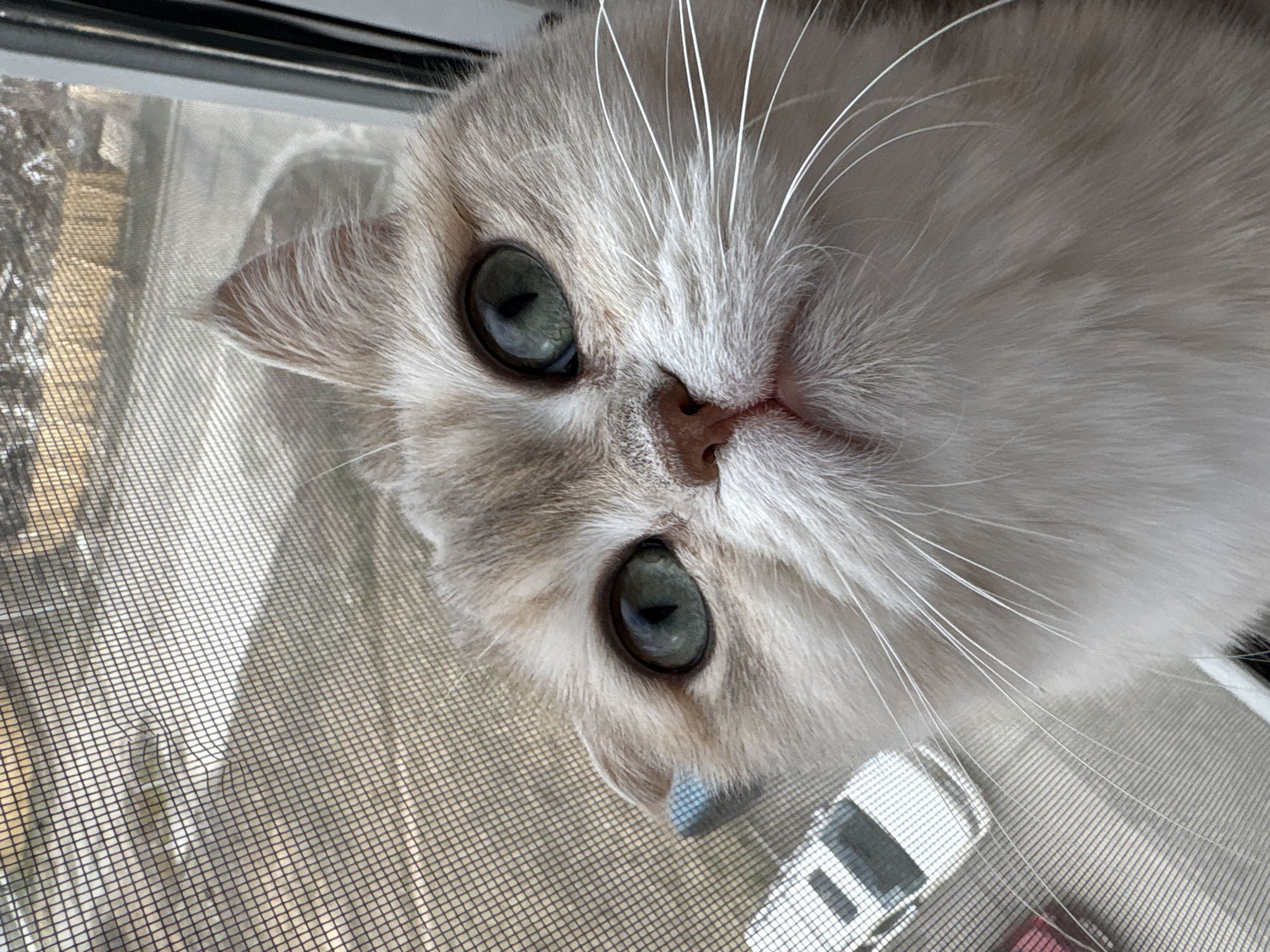 A close-up shot features a light-colored cat with striking green eyes, looking up at the camera. The cat is positioned near a window screen, with a view of the outside visible through the mesh. A toy car is partially visible on the screen near the cat's whiskers. The location is identified as Chaikovsky, Russia.