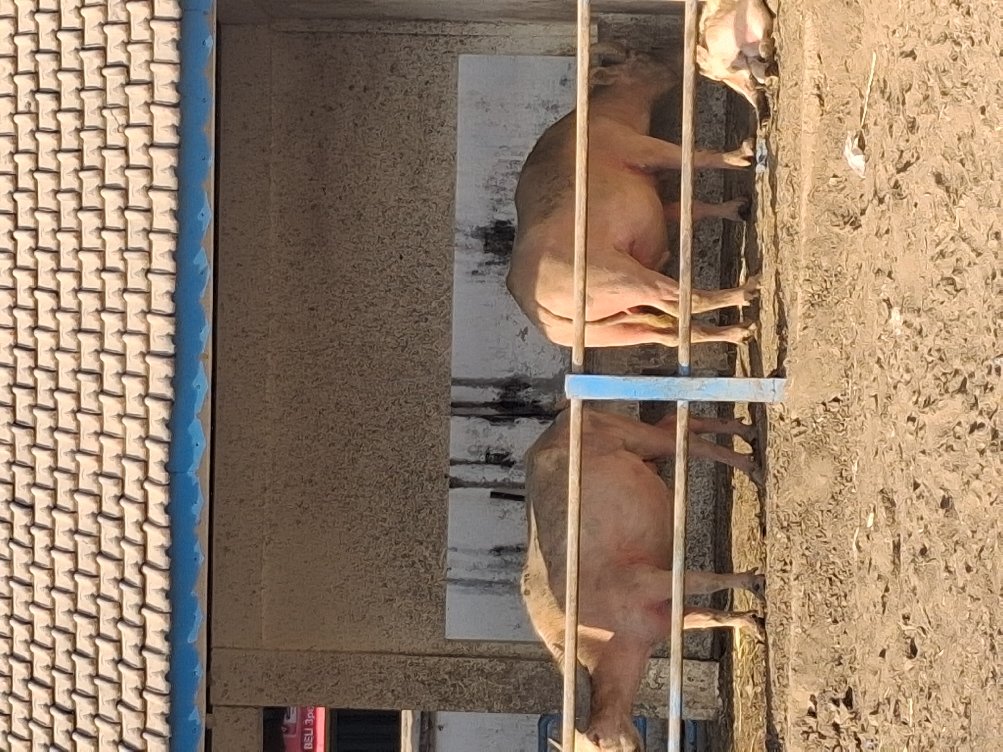 The image depicts an outdoor enclosure with at least two albino buffalo standing behind a wooden and metal fence. The buffalo are light pink in color. The enclosure has a dirt ground and a textured, light-colored wall behind the animals. Above the enclosure, a brown tiled roof with a blue trim is visible. In the background, a building with a sign that reads "BELI 3pc" is partially visible. One of the albino buffalo is facing left, while the other is facing right and appears to be eating from the ground. Another albino buffalo is lying down on the right side of the enclosure. The scene is bathed in sunlight, casting shadows. The location is the city of Surakarta, Indonesia, likely at a zoo or animal sanctuary.