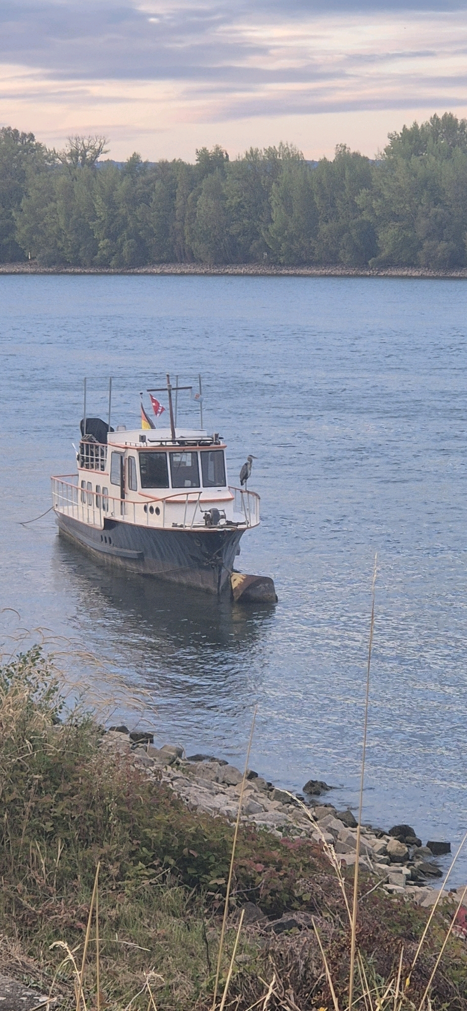 A white and dark blue motorboat is moored in the Rhine River in Mainz, Germany, near the riverbank lined with rocks and vegetation. A grey heron stands on the railing of the boat. The sky above is overcast with soft hues of pink and blue, suggesting either dawn or dusk. The distant treeline on the opposite bank of the river is visible, along with the city's skyline in the background. The water is calm with gentle ripples.