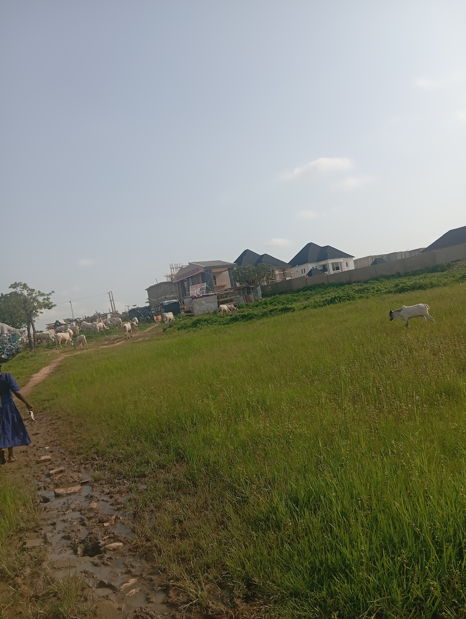 A muddy path winds through a grassy field in Karsana 2, Nigeria. A person in a blue dress walks along the path, carrying items on their head. In the background, a herd of white cows grazes in the field, with several cows in the distance near some buildings. The sky is clear and pale blue. The scene depicts a rural or semi-rural area with evidence of both human and animal activity.