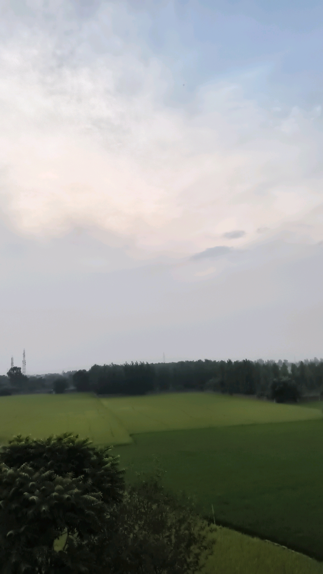The image depicts an expansive, overcast sky over a rural landscape. In the foreground, a cluster of lush green trees with dark foliage dominates the lower left portion of the frame. Beyond the trees, a vast expanse of green fields stretches towards the horizon. These fields appear to be cultivated, with subtle variations in shade suggesting different sections or growth stages.
Along the distant horizon, a dense line of dark green trees forms a natural border, separating the fields from the sky. To the left of this tree line, two tall, thin transmission towers are visible, their dark silhouettes standing out against the muted sky. The overall lighting suggests it is either early morning or late evening, with the sun not directly visible but contributing to the soft, diffused light. The environment appears serene and natural, characteristic of agricultural land. The precise location in the city of Libra, India, is not discernible from the visual elements of the image.