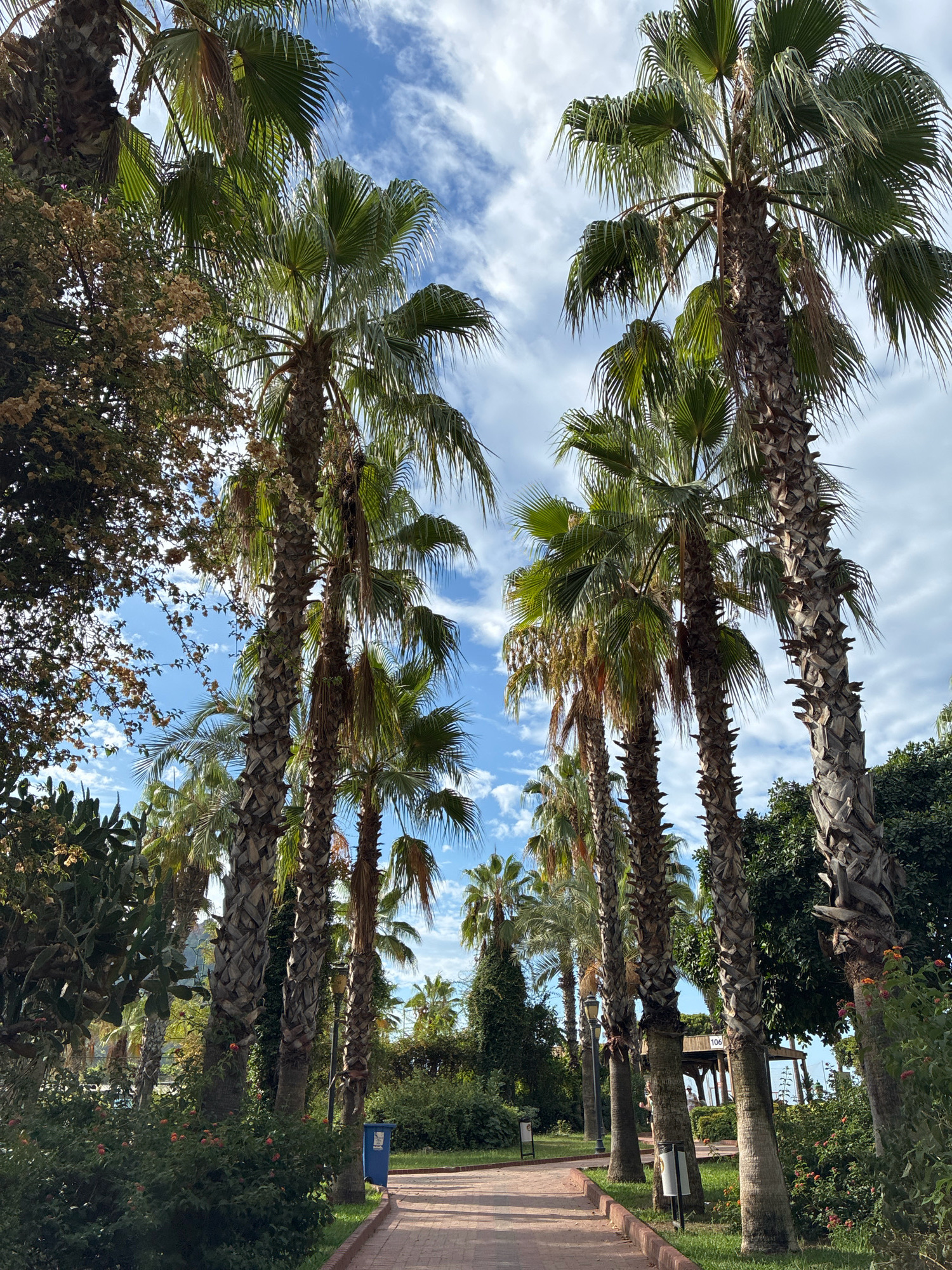 The image depicts a path in a park-like setting in Alanya, Turkey, lined with numerous palm trees of varying heights. The path, constructed of reddish paving stones, curves gently into the distance. Lush green foliage, including bushes and smaller trees, borders the path on both sides. The sky is a bright blue with scattered white clouds. In the background, there are hints of structures, possibly gazebos or covered seating areas, typical of a park or resort. A blue trash bin is visible to the left of the path, and a lamppost stands among the palm trees on the right. The overall scene conveys a tropical or Mediterranean atmosphere.