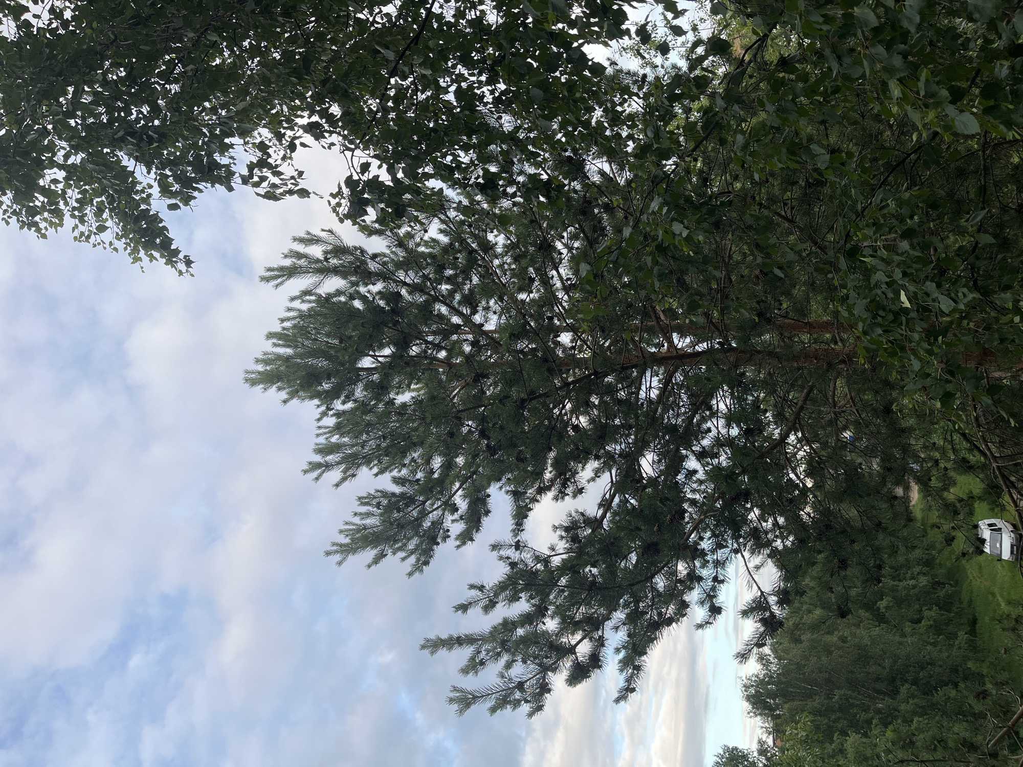 This is a low-angle shot of trees against a cloudy sky. The foreground is dominated by the dense green foliage of pine and deciduous trees, with some pinecones visible on the pine branches. The sky is a pale blue with scattered white clouds, suggesting it is daytime. The trees are oriented in a way that suggests the photo was taken outdoors, possibly in a forest or park. In the background, a white vehicle is partially visible parked on a grassy area, hinting at a recreational or rural setting. There is no text visible in the image. The overall impression is one of natural serenity.