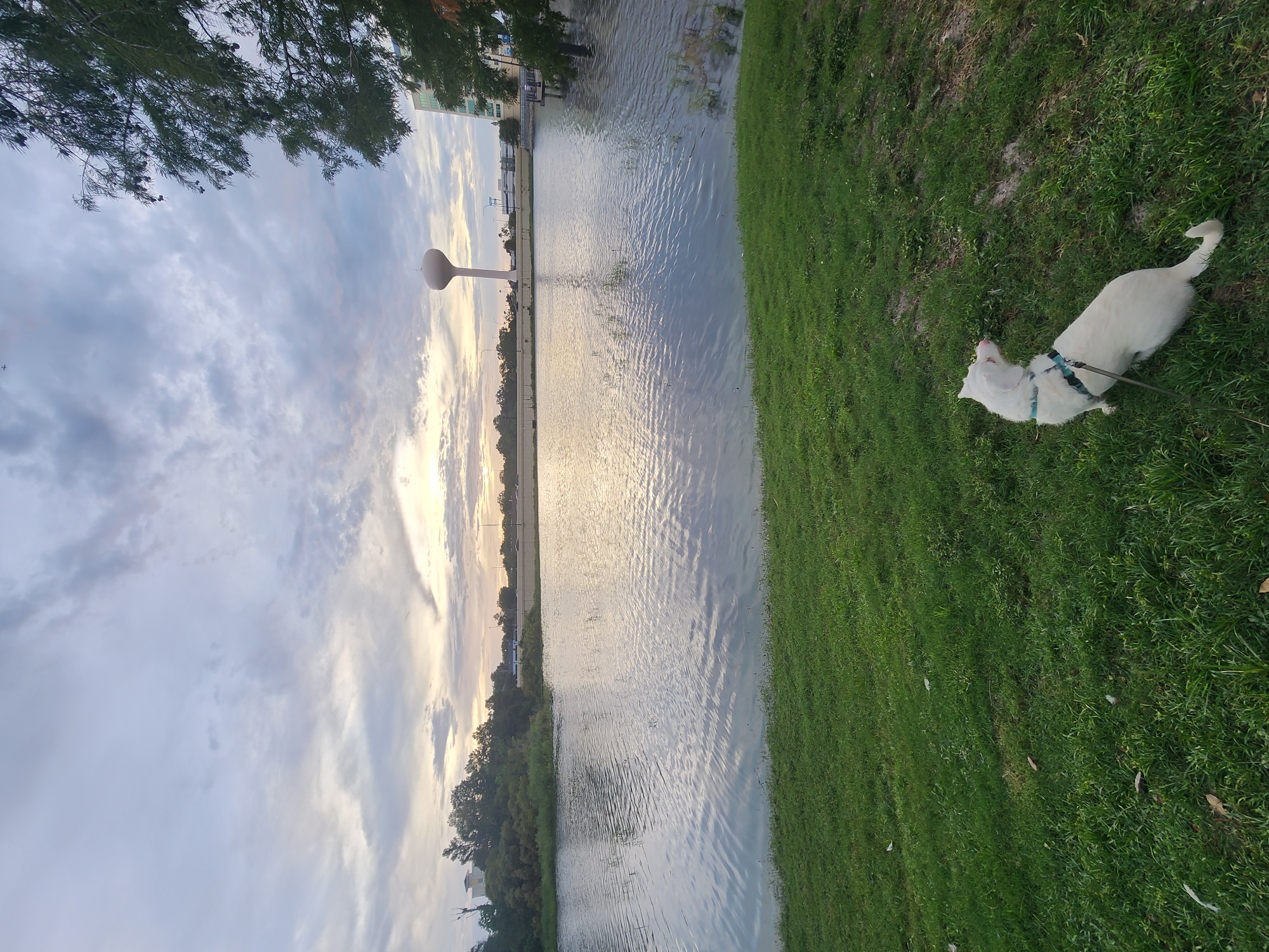 A white dog with a blue harness and leash sits on a grassy slope facing a body of water. The water reflects the cloudy sky. In the background, across the water, is a low-lying cityscape with trees, buildings, and a water tower. The sky is overcast with patches of sunlight breaking through. The scene appears to be at a park or recreational area in Altamonte Springs, Florida, United States of America.
