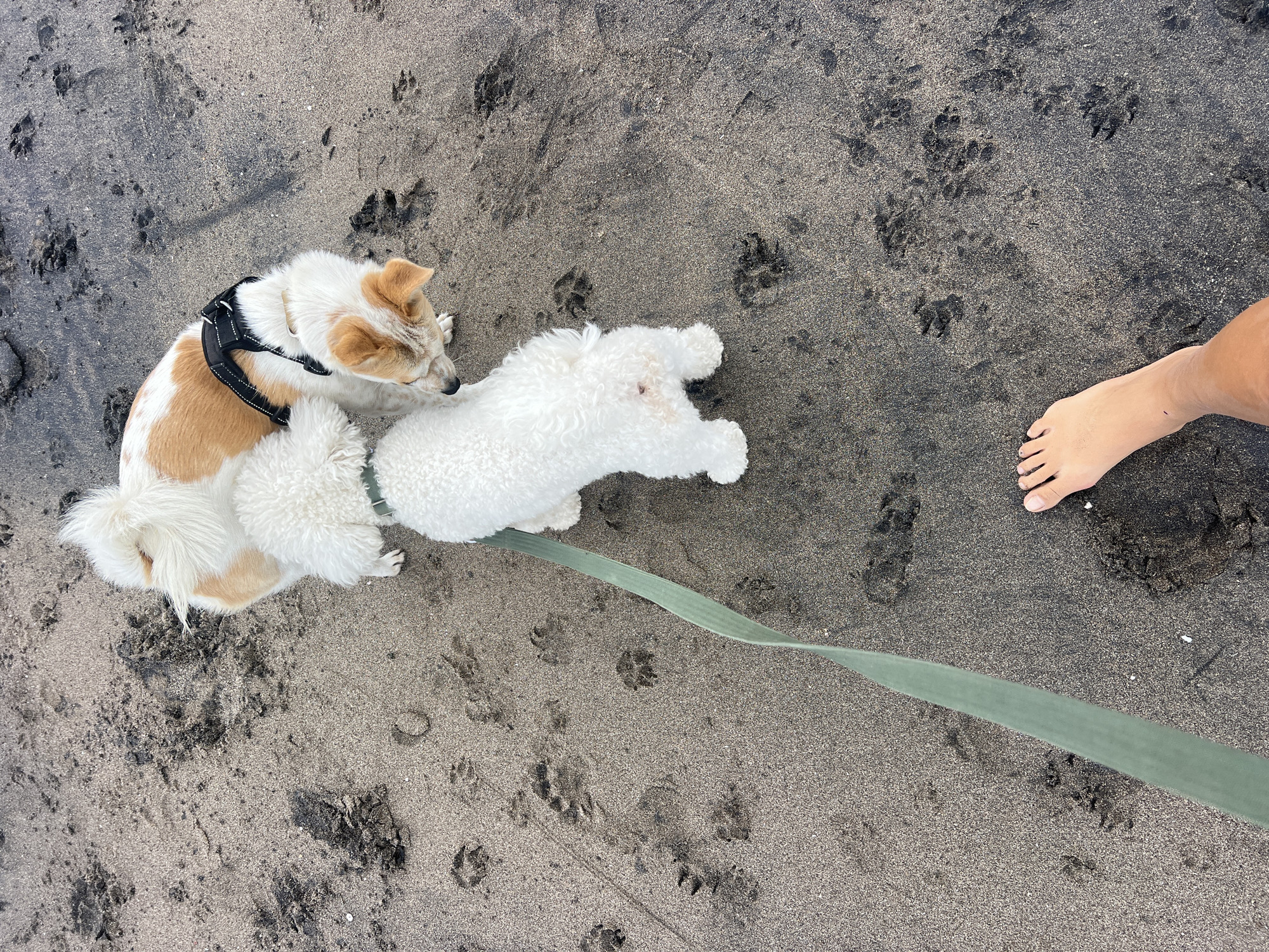Two dogs, one white and curly-haired and the other tan and white with a black harness, are standing on a sandy beach. Paw prints are visible in the sand. A green leash is attached to the white dog, and it extends towards the bottom left of the frame. A bare foot is visible in the bottom right corner of the frame. The location is the beach in North Kuta, Indonesia.