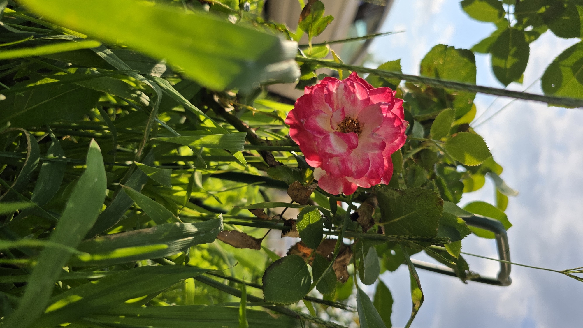 A close-up, low-angle shot captures a single pink and white rose in full bloom, positioned slightly to the left of center. The rose is surrounded by lush green foliage, with blades of grass dominating the foreground and midground, casting shadows. The background shows a blurred view of green leaves, a portion of a light-colored vehicle on the left, and a cloudy blue sky. The lighting suggests it is daytime, with sunlight illuminating the rose and some of the leaves. The scene appears to be an outdoor garden setting. There are no people or animals visible. The origin of the image is the city of Krasnodar, Russia.