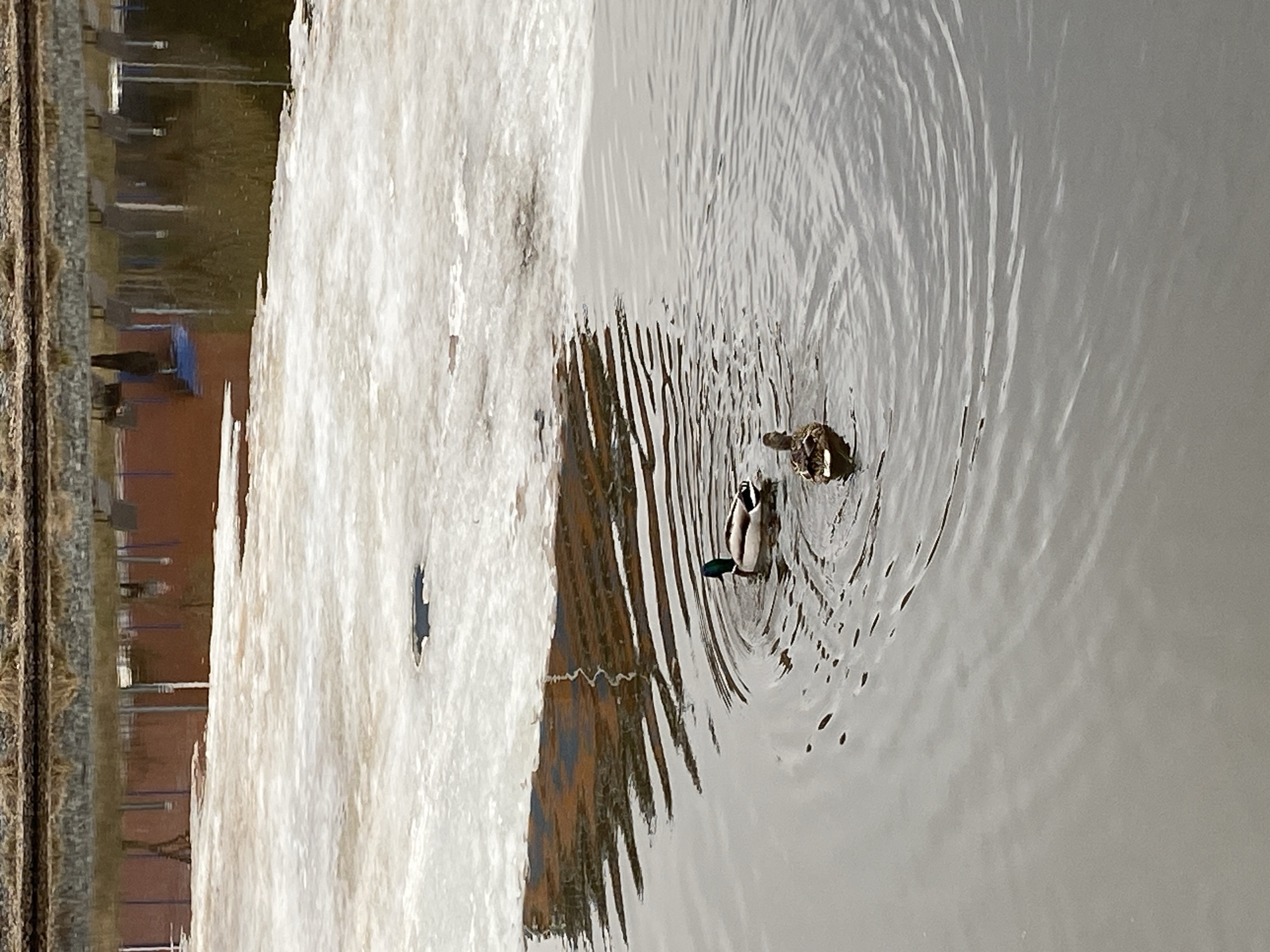 The image shows two ducks swimming in a body of water, likely a pond or lake, in Votkinsk, Russia. One duck appears to be a male Mallard, identifiable by its green head, while the other may be a female. The water has ripples around the ducks, indicating movement. Adjacent to the water's edge is what appears to be a shoreline covered with ice or snow. Beyond that, the image shows some infrastructure including railroad tracks, what appears to be a brick building, and seating in the distance. The overall scene is indicative of a public park or recreational area within the city.