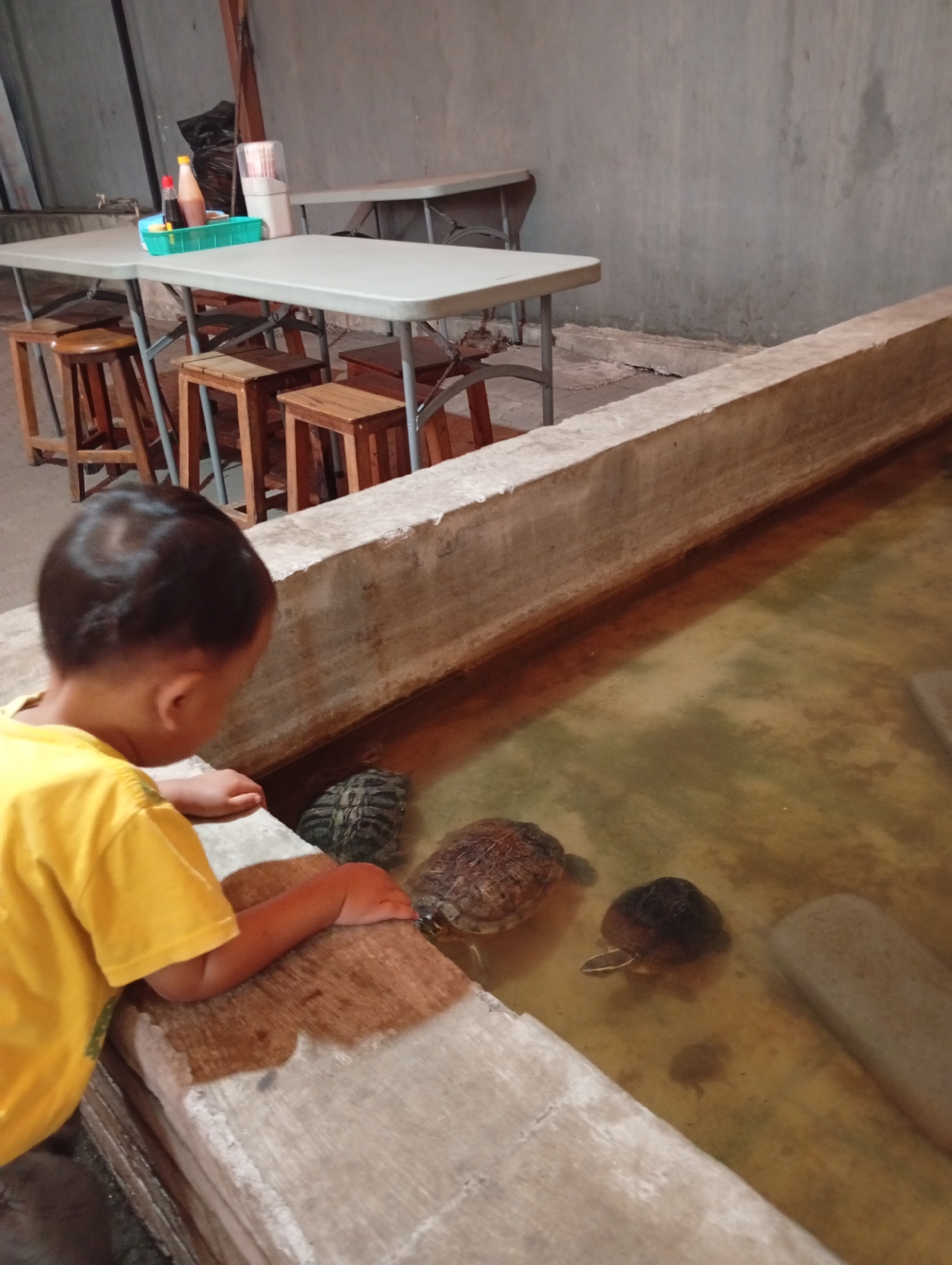 In Curug Wetan, Indonesia, a young child wearing a yellow shirt leans over a concrete enclosure filled with murky, greenish-brown water. The child's left arm rests on the edge of the enclosure, and their right hand appears to be reaching towards the water. Several turtles are visible in the enclosure: one is close to the child, another is further away to the right, and a third is partially submerged to the left. In the background, a wall of rough concrete forms the back of the enclosure. Beyond that, there are folding tables and wooden stools, suggesting this might be an outdoor seating area. Condiments and a tissue dispenser are on one of the tables. The overall environment appears to be informal, possibly a food stall or a casual dining establishment.