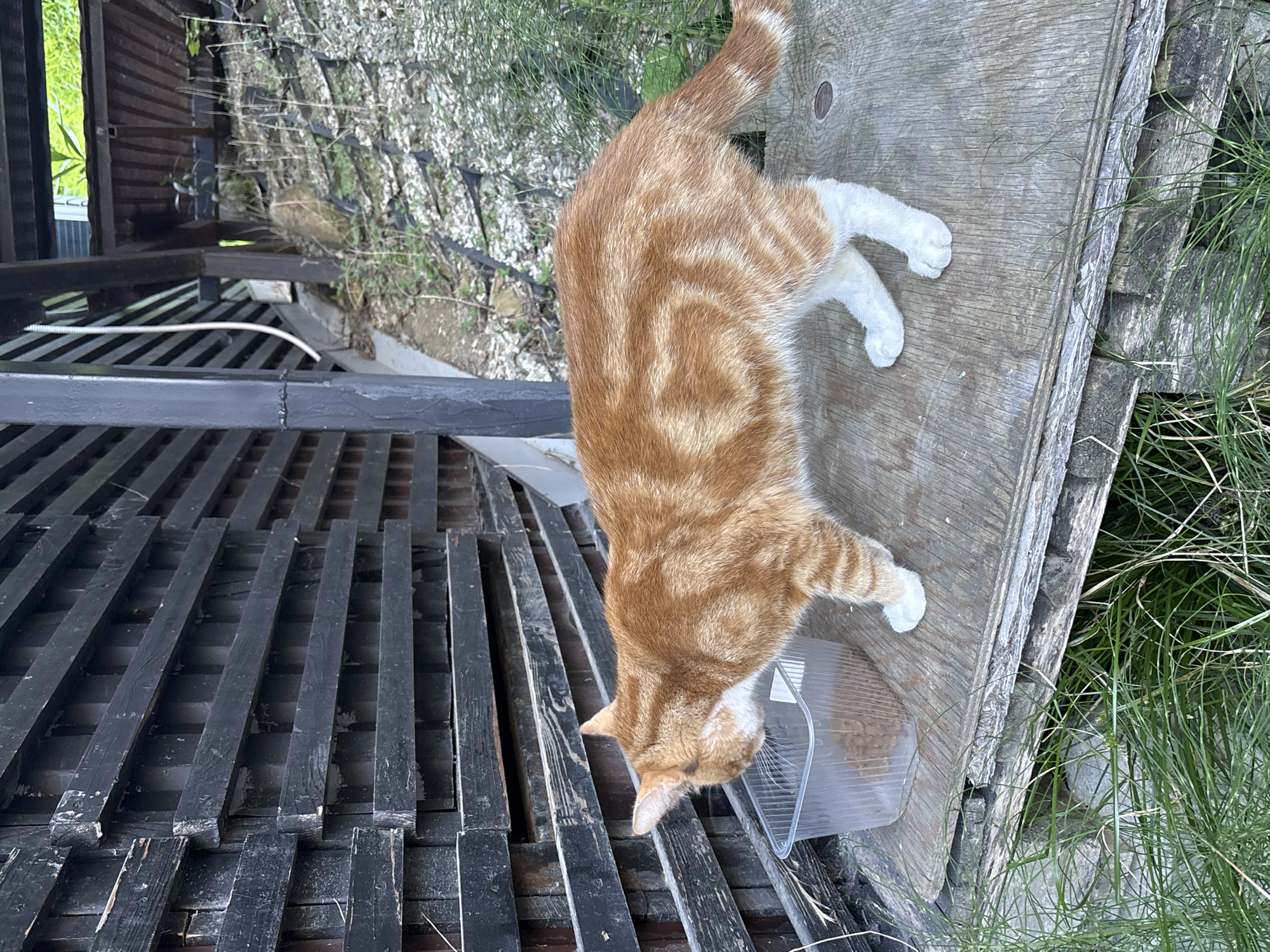 An orange and white tabby cat stands on a wooden platform, eating from a clear plastic container of kibble. The cat is facing left, with its head lowered into the food. The platform is made of weathered wood planks and appears to be outdoors. Behind the platform is a dark wooden fence with horizontal slats. To the right of the fence, there is a sloped area with gravel, netting, and some dry vegetation. Green grass grows in the foreground and around the platform. The scene appears to be an outdoor setting, possibly a backyard or garden area. There is no indication of the city of Sochi, Russia.