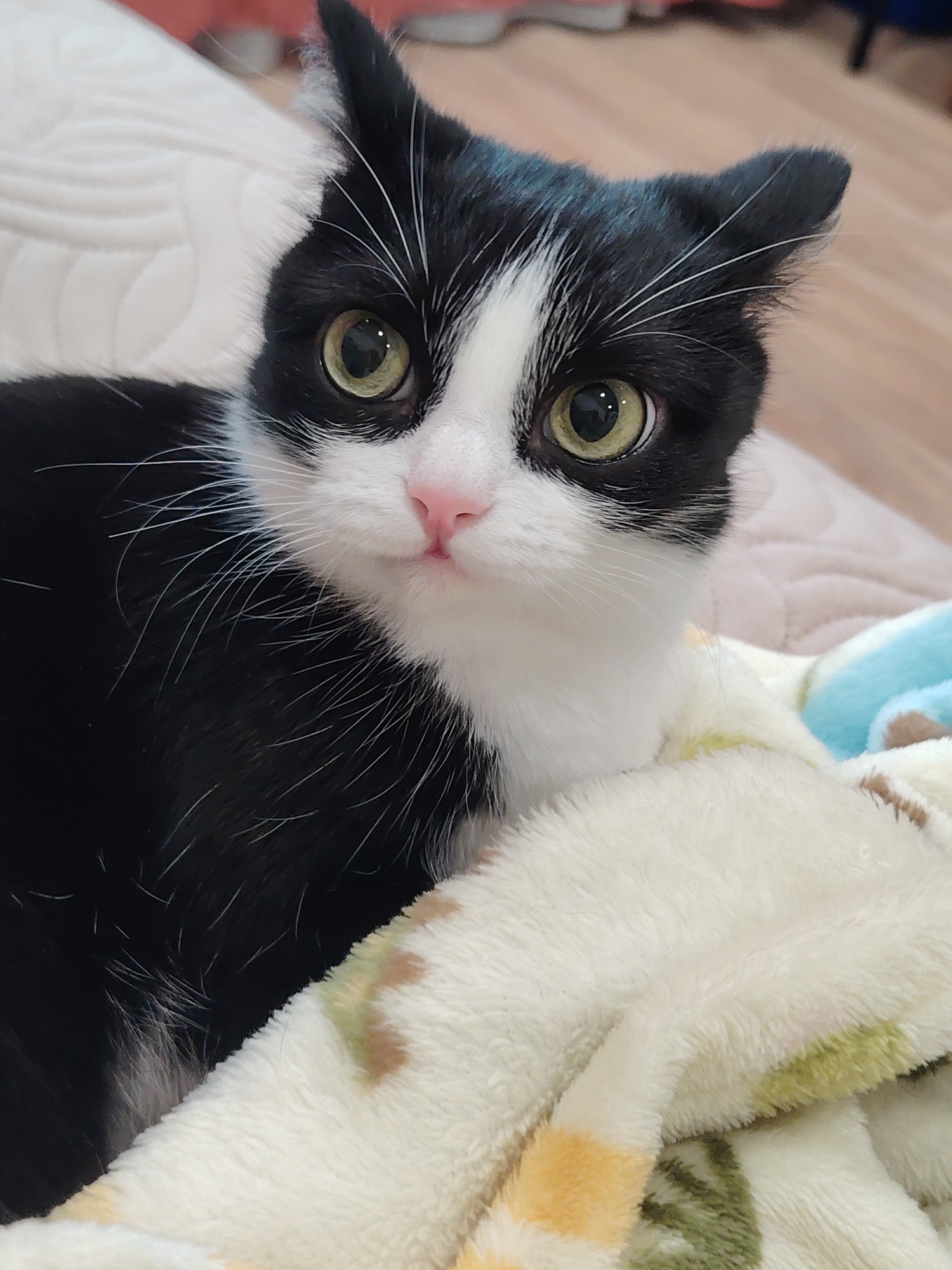 A close-up, eye-level shot shows a black and white tuxedo cat with bright green eyes and a pink nose. The cat is lying down on a soft, fuzzy blanket with a pattern of pale green, yellow, and pink shapes. The background is out of focus, with a textured surface that appears to be a bed or couch and a wooden floor. The lighting is soft and natural. There is no information about the location being Novosibirsk, Russia.