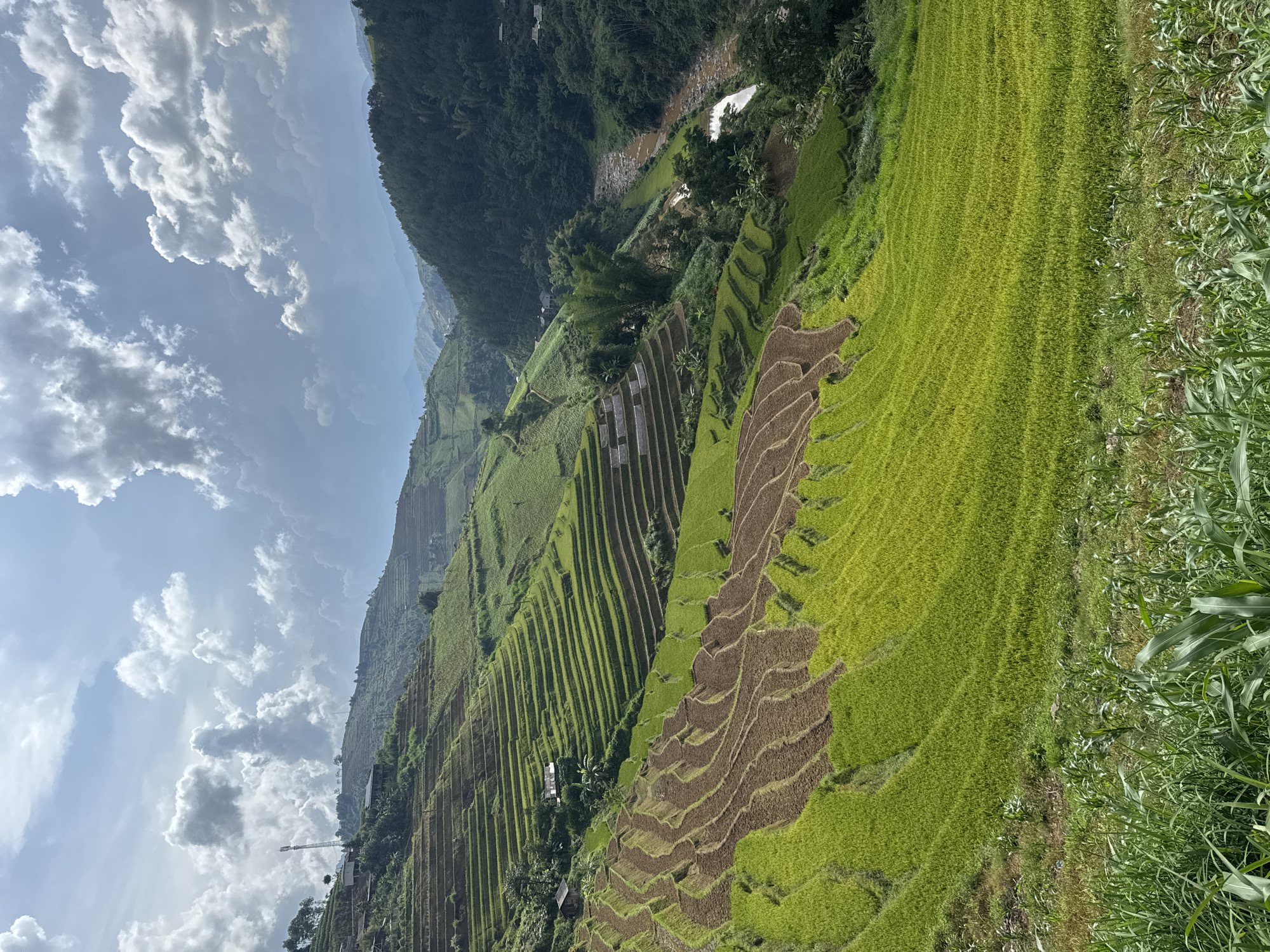 This image captures a breathtaking panoramic view of terraced rice fields in a mountainous region, consistent with the landscape of Khao Mang, Vietnam.
The scene is dominated by an intricate pattern of agricultural terraces carved into steep hillsides. Many of these paddies are a vibrant, lush green, indicating active cultivation with growing rice plants, while others appear to be fallow or recently tilled, revealing rich brown earth. Towards the right side of the foreground, a section of taller, bright green plants, possibly corn or another crop, borders the rice fields.
In the mid-ground and background, densely forested mountains rise majestically, creating a dramatic backdrop. A winding river with brownish water flows through a valley, flanked by lush vegetation. Scattered across the terraces and nestled within the greenery are several small structures, likely houses or agricultural buildings. A distinctive tall structure, resembling a crane or communication tower, is also visible on a lower terrace towards the left.
The sky above is bright blue with scattered, fluffy white cumulus clouds, suggesting a clear and sunny day, likely morning or early afternoon. The overall impression is one of a harmonious and productive agricultural landscape, showcasing human ingenuity in adapting to mountainous terrain for cultivation. There is no visible text in the image.