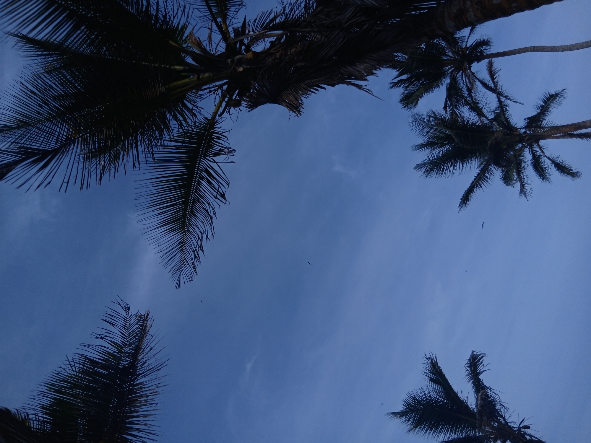 Looking upwards, the scene captures a view of several palm trees framing a blue sky with wispy clouds. The palm trees are dark silhouettes against the brighter sky, suggesting they are backlit. A couple of small birds are visible in the sky between the trees. The location appears to be Playa Parguito, Venezuela, though there is nothing visible in the image to confirm the specific location.