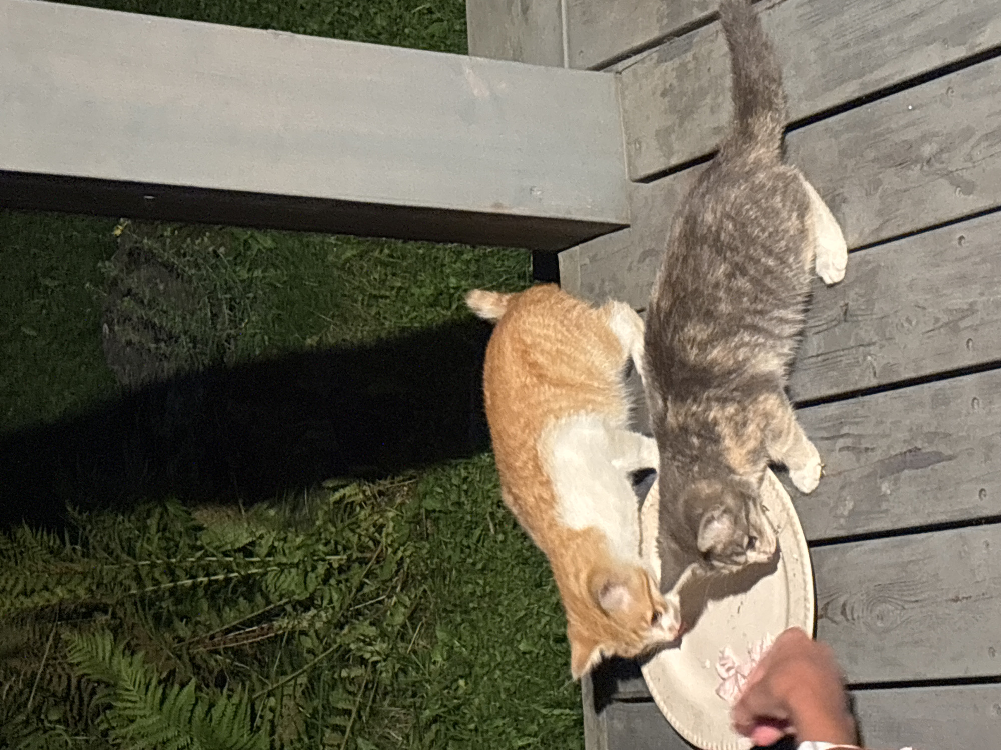 Two kittens are eating from a shallow dish on a wooden deck. The kitten in the foreground is a calico, with patches of gray, black, and tan fur. The kitten behind it is orange and white. A person's hand is visible on the left side of the frame, reaching towards the dish. In the background, there is lush green foliage, appearing to be ferns and other plants, suggesting an outdoor setting. A vertical gray support post is present on the right side of the image. The lighting suggests it is dusk or nighttime. This scene is located in the city of Zvenigorod, Russia.