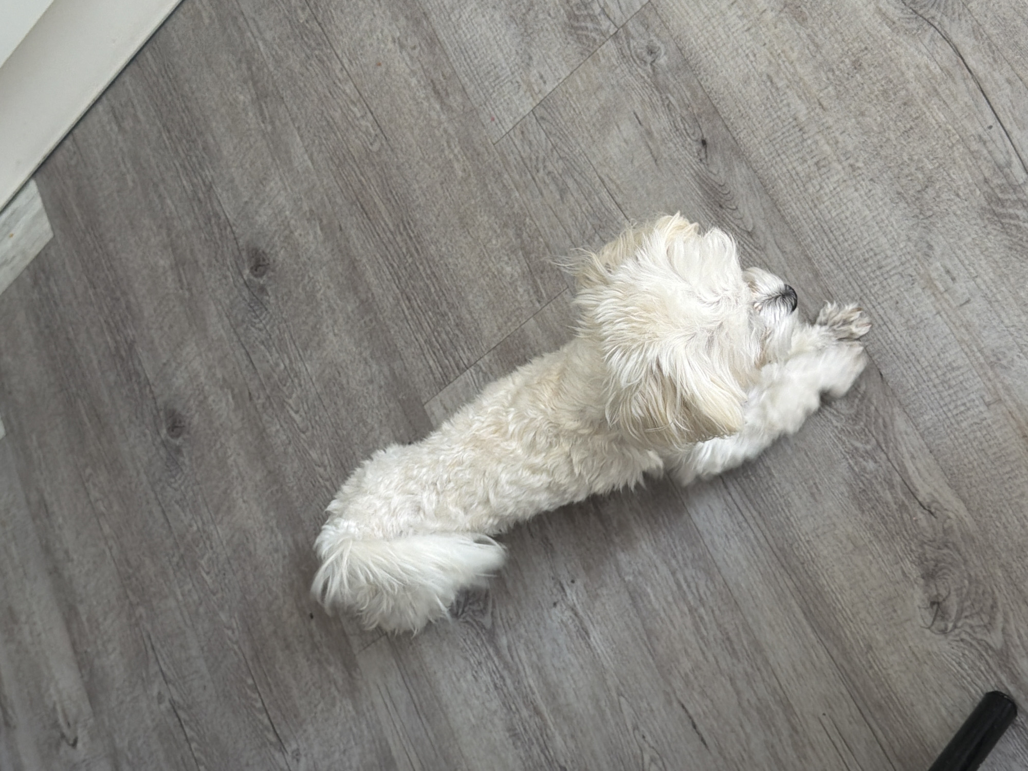 A small, light-colored, fluffy dog lies on a grey wooden floor. The dog is oriented diagonally, with its head facing down and towards the right of the frame, and its tail pointing up and towards the left. The dog's fur is shaggy and appears to be a cream or white color. Its eyes are closed, and it appears to be sleeping or resting. The floor is made of grey planks with a visible wood grain pattern. The lighting suggests an indoor setting. There are no people or other objects clearly visible in the immediate vicinity of the dog. The image does not contain any discernible elements that would indicate its location within the city of Sevastopol, Ukraine.