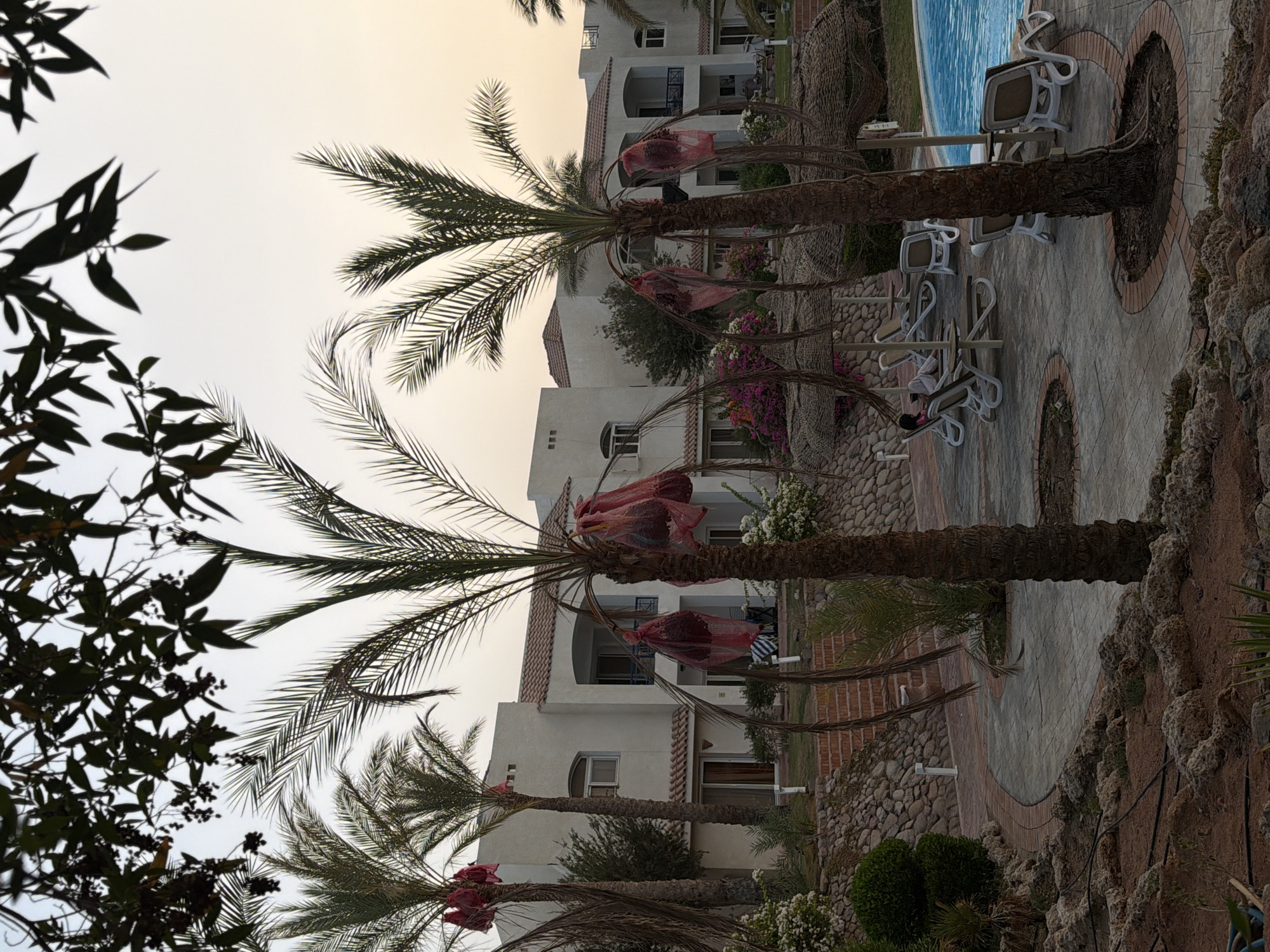 The image depicts a resort area in Sharm El Sheikh, Egypt, likely during dusk or early morning given the soft lighting. In the foreground, palm trees with bunches of dates covered in red netting are visible. The resort features buildings with white stucco facades and tiled roofs, arranged around a paved area with lounge chairs and straw-thatched umbrellas. A swimming pool with bright blue water is situated on the right side of the frame. The landscaping includes various plants, stone walls, and pathways, creating a tropical ambiance. The sky is a pale, muted tone, suggesting either sunrise or sunset. There is one person visible sitting on a lounge chair.