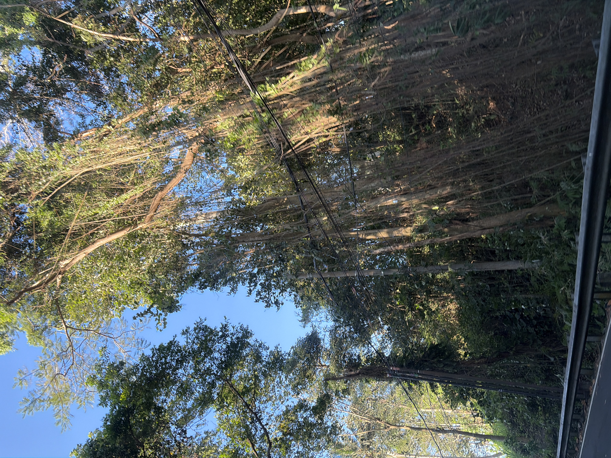 The image shows a road with a metal guardrail on the left. Beyond the guardrail, a steep, overgrown embankment is visible, covered in dense green foliage, trees, and vegetation. Several power poles with electrical wires are present along the embankment, some draped with vines. The trees are tall and numerous, with some featuring hanging aerial roots. The sky above is a clear blue. This scene is consistent with the tropical environment found in and around Karangasem, Indonesia, likely a roadside view in a semi-rural or forested area. No people are visible in the image.