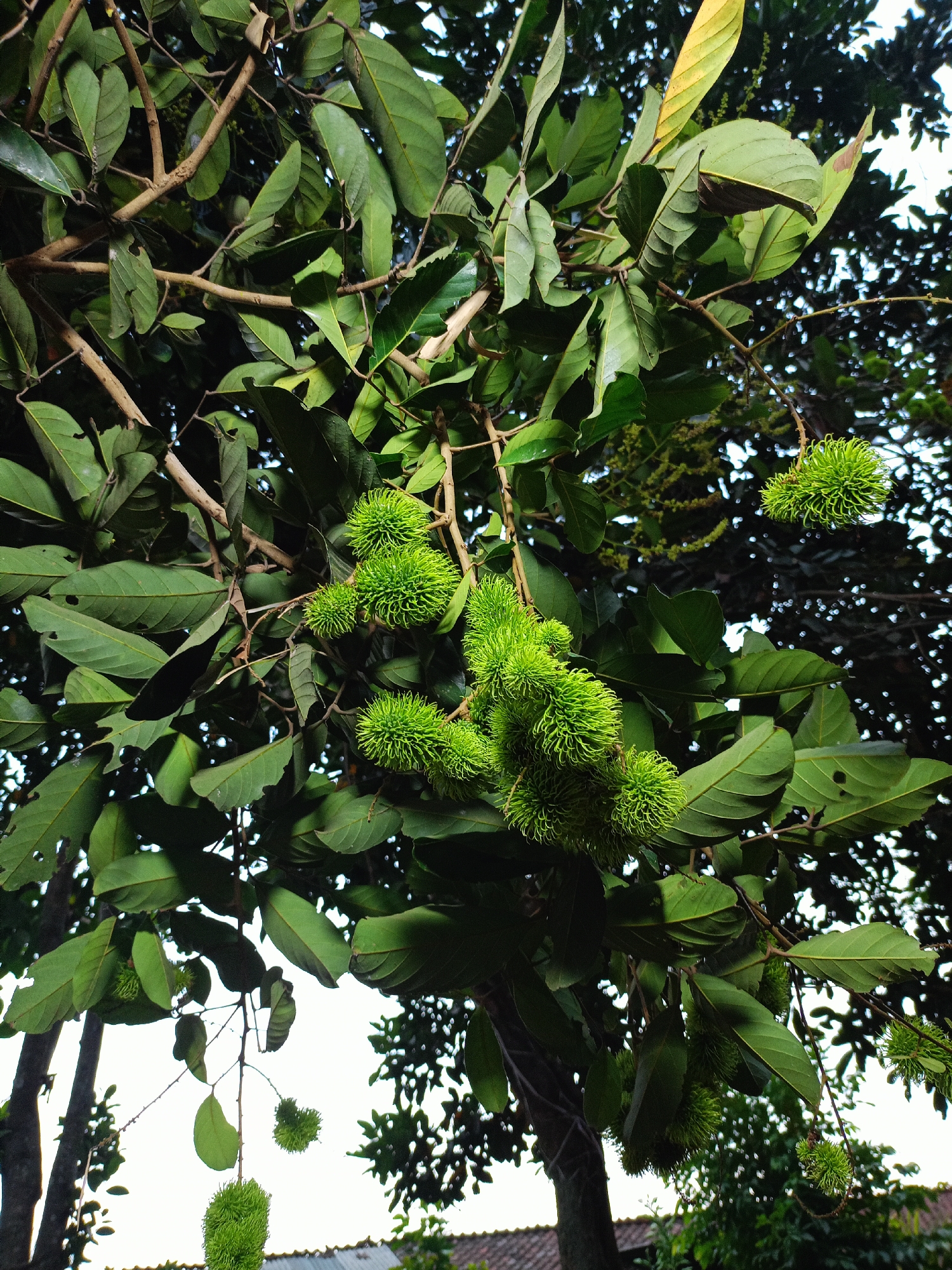 This image captures a close-up view of a rambutan tree with unripe, green fruits hanging from its branches, set against a backdrop of foliage and a bright, overcast sky. The rambutan fruits are small and spiky, clustered together on thin stems. They are a vibrant green color, indicating they are not yet ripe. The leaves of the tree are large, oval-shaped, and a deep green, with some showing signs of age with slight yellowing or browning at the edges. The branches are woody and brown, crisscrossing the frame and providing a structure for the leaves and fruit. In the distance, the darker foliage of other trees creates a textured background, and a hint of a tiled roof and a building suggest a semi-urban or rural setting. The image was taken in Jelbuk, Indonesia. No people are visible in the scene.