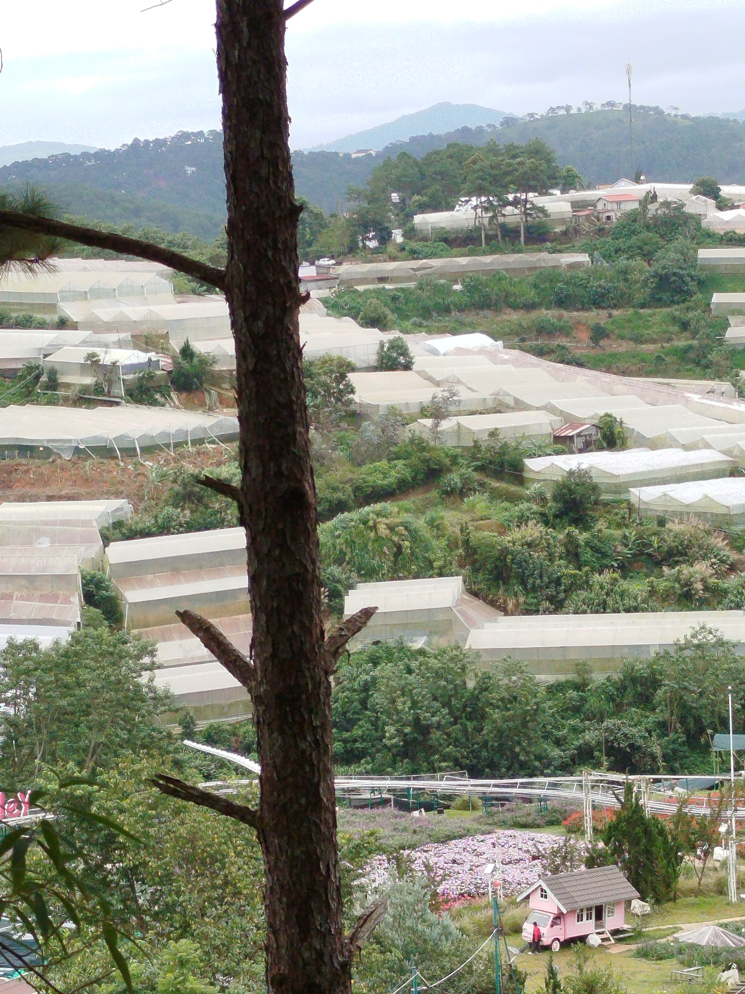 The image depicts a hillside covered with numerous greenhouses, characteristic of the agricultural landscape in Cam Ly, Da Lat, Vietnam. A large pine tree trunk dominates the foreground, partially obscuring the view. The greenhouses, made of white translucent material supported by metal frames, are arranged in rows on the sloping terrain. Some areas between the greenhouses are planted with vegetation, while others appear to be cleared or under cultivation. In the mid-ground, a small, pink, dollhouse-like structure with a small vehicle in front of it is visible, along with a patch of pink flowers. A person in red is standing near the vehicle. In the background, rolling hills covered in dense green foliage and scattered trees are seen, with a hazy sky above. The overall scene suggests a rural or semi-rural area focused on agriculture and possibly tourism.