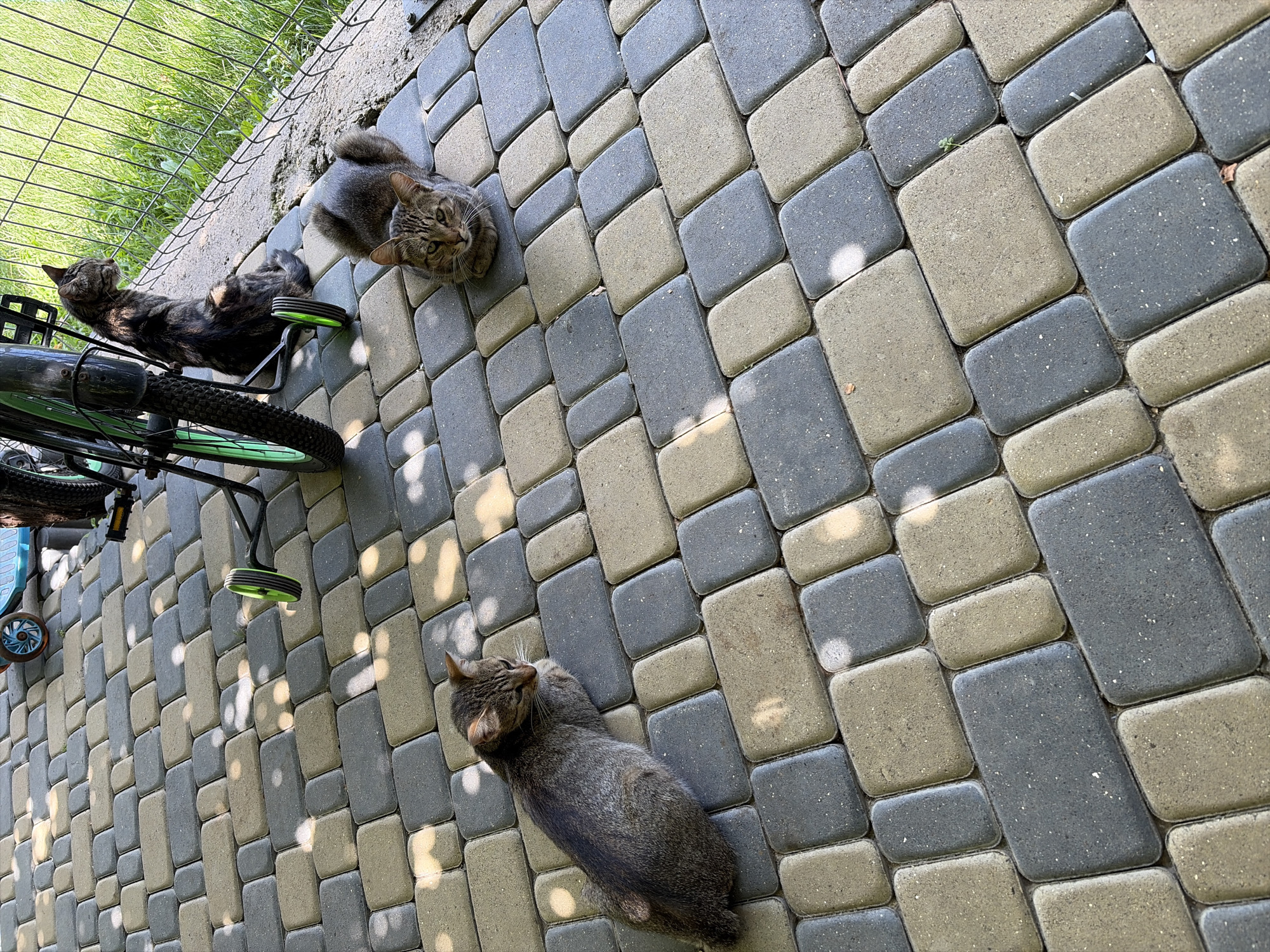 In Oxentea, Moldova, three domestic cats are present on a patterned paver patio. In the foreground, a tabby cat lies on its side, facing left, with its head resting on its paws. To the right, another tabby cat sits with its front paws tucked beneath its body, facing forward. Further in the background, a darker-colored cat sits upright, looking to the right, near a bicycle with green accents. The scene is outdoors, with a wire fence and green grass visible behind the cats and bicycle.