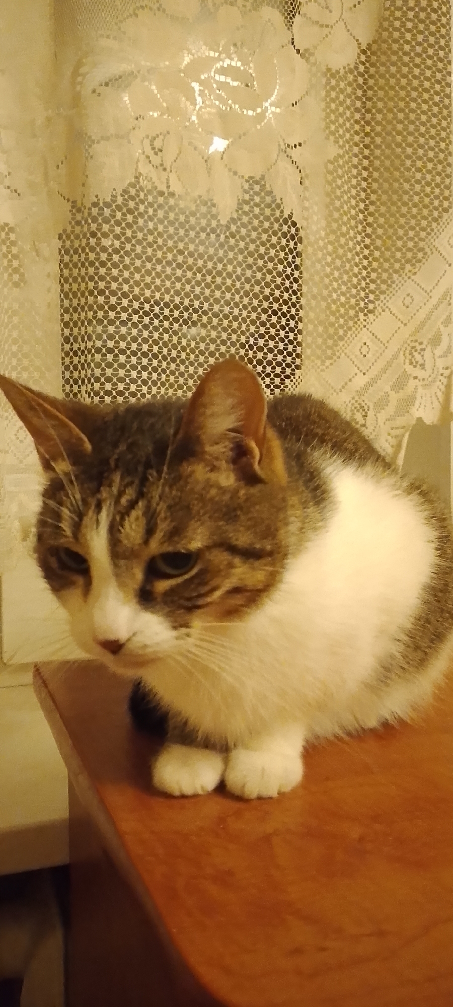An indoor, medium shot captures a domestic cat with brown, white, and grey tabby markings resting on a wooden surface. The cat is facing left, with its head down, and its front paws tucked beneath its chest. The background consists of a lace-patterned curtain, which is pulled back, revealing a window behind it. The lighting in the scene is dim, with a warm tone. There are no visible people or other animals present. The context suggests this image was taken in a residential setting in Belgorod, Russia.
