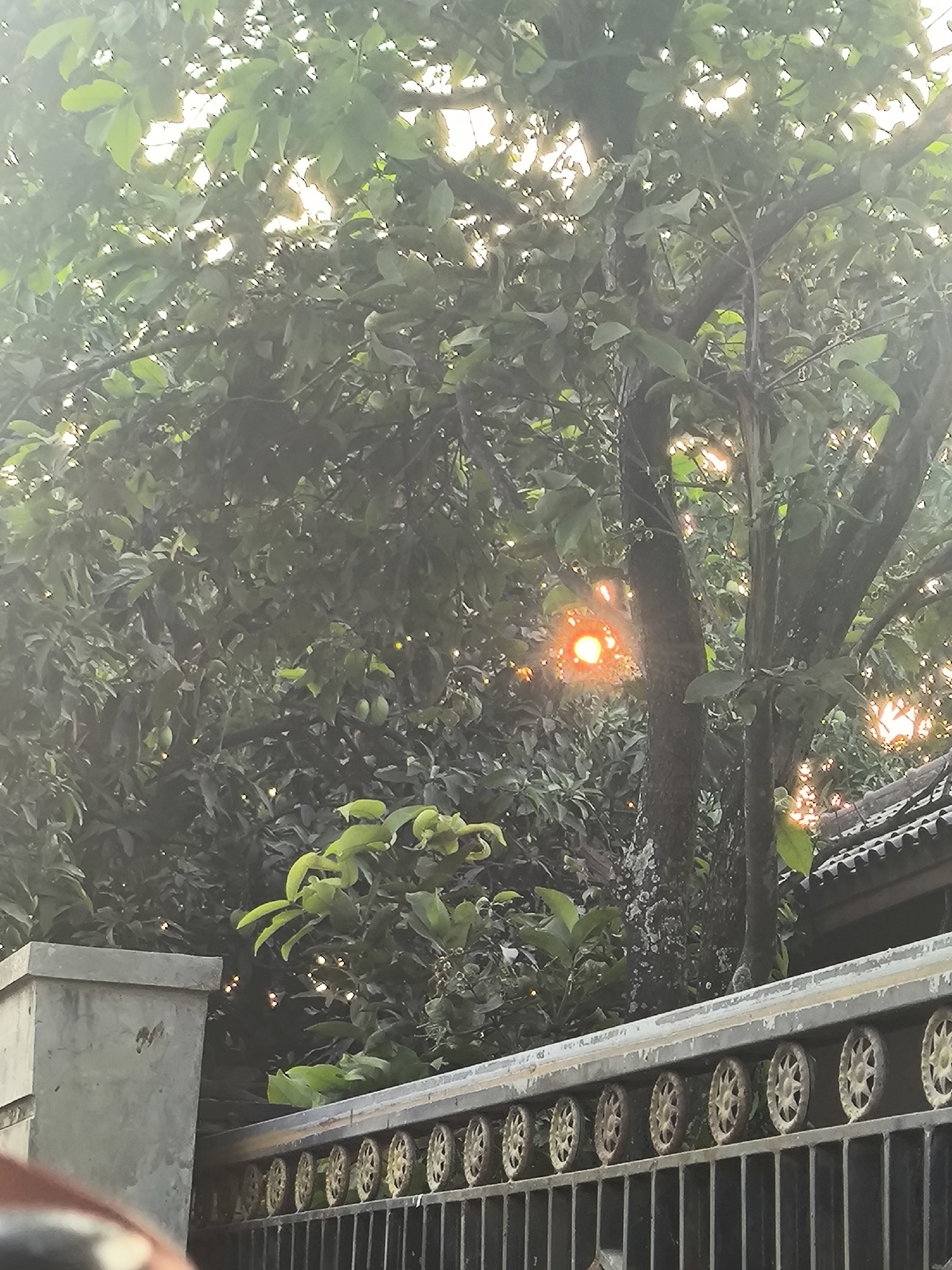 The image depicts a tree with dense foliage, partially obscuring a bright sun. The sun's rays pierce through the leaves, creating a lens flare effect and illuminating some of the branches and leaves with a warm, orange glow. In the foreground, a weathered concrete pillar stands to the left, and behind it, a black metal fence with decorative circular elements runs horizontally across the frame. The fence is topped with a decorative trim. To the right of the fence, a tiled roof of a building is visible, suggesting an urban or suburban environment. The overall scene appears to be outdoors, possibly in a residential area of Cilegon, Indonesia, given the architectural elements like the tiled roof and the fence design which are common in the region. No people or specific actions are depicted. The lighting suggests it might be late afternoon or early morning due to the low angle of the sun and the warm illumination.