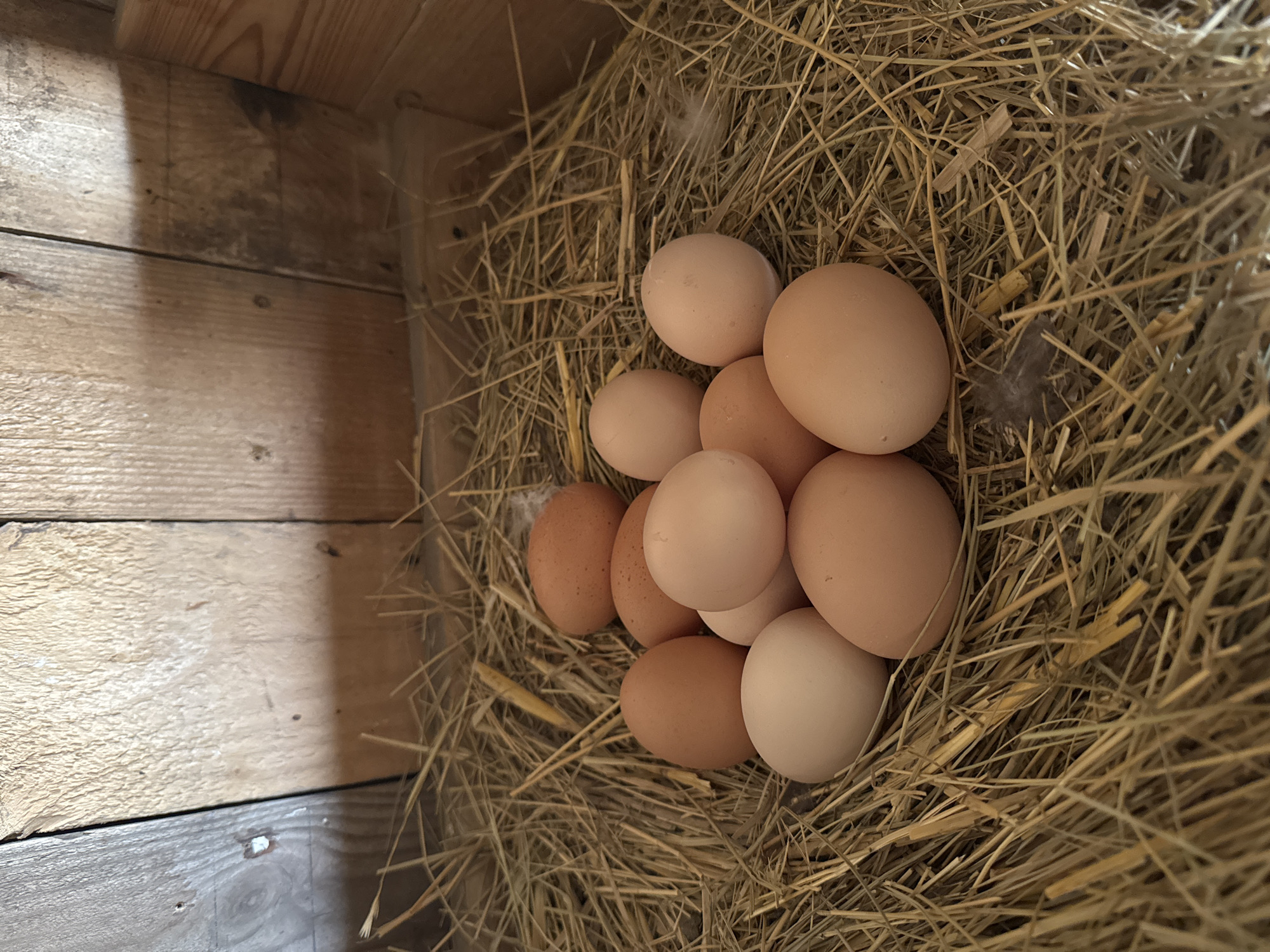 A close-up, eye-level shot depicts a nest filled with eggs nestled within dry hay. The nest is situated in a wooden structure, likely a coop, with aged wooden planks forming the background and sides of the enclosure. The eggs vary in color, with some being a light beige and others a speckled light brown. A few small feathers are scattered among the hay. The lighting is natural, casting shadows that highlight the textures of the hay and wood. The scene is static, with no visible activity.
