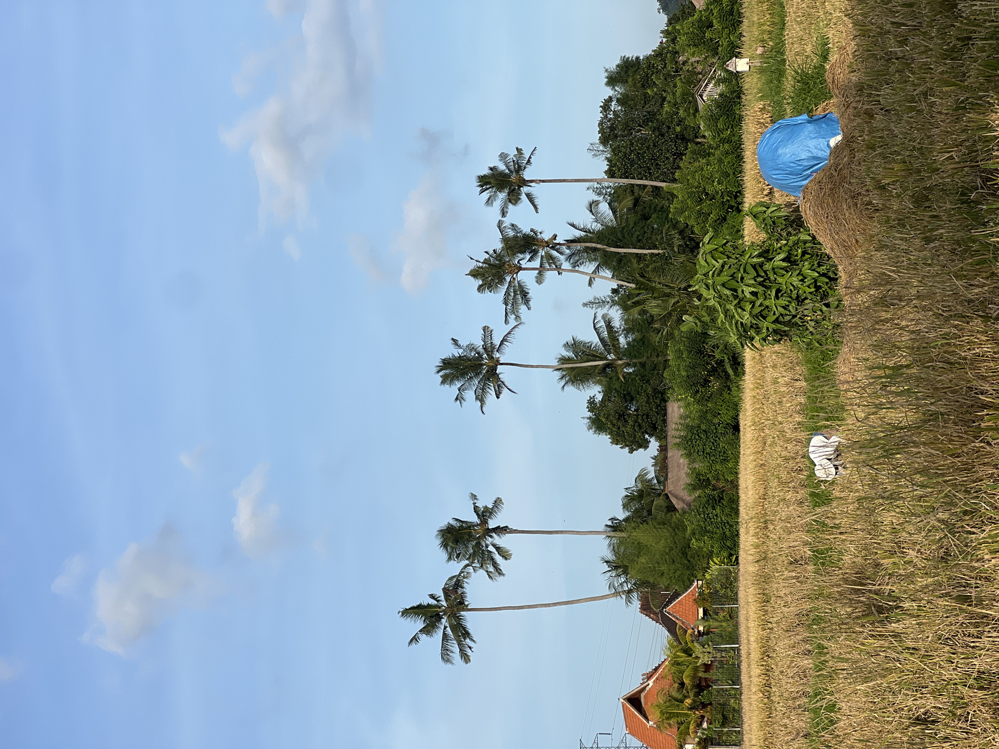 The image depicts a landscape in Ubud District, Indonesia, showing a field of dry, golden rice stalks. A stack of hay covered by a blue tarp is visible in the foreground. Several tall palm trees extend toward a light blue sky with scattered white clouds. Green vegetation, including trees and bushes, grows alongside the field. Red-tiled rooftops of houses are visible at the base of the palm trees. Power lines cross the lower portion of the frame. In the center of the rice field, a white rag or piece of discarded clothing rests on the ground.