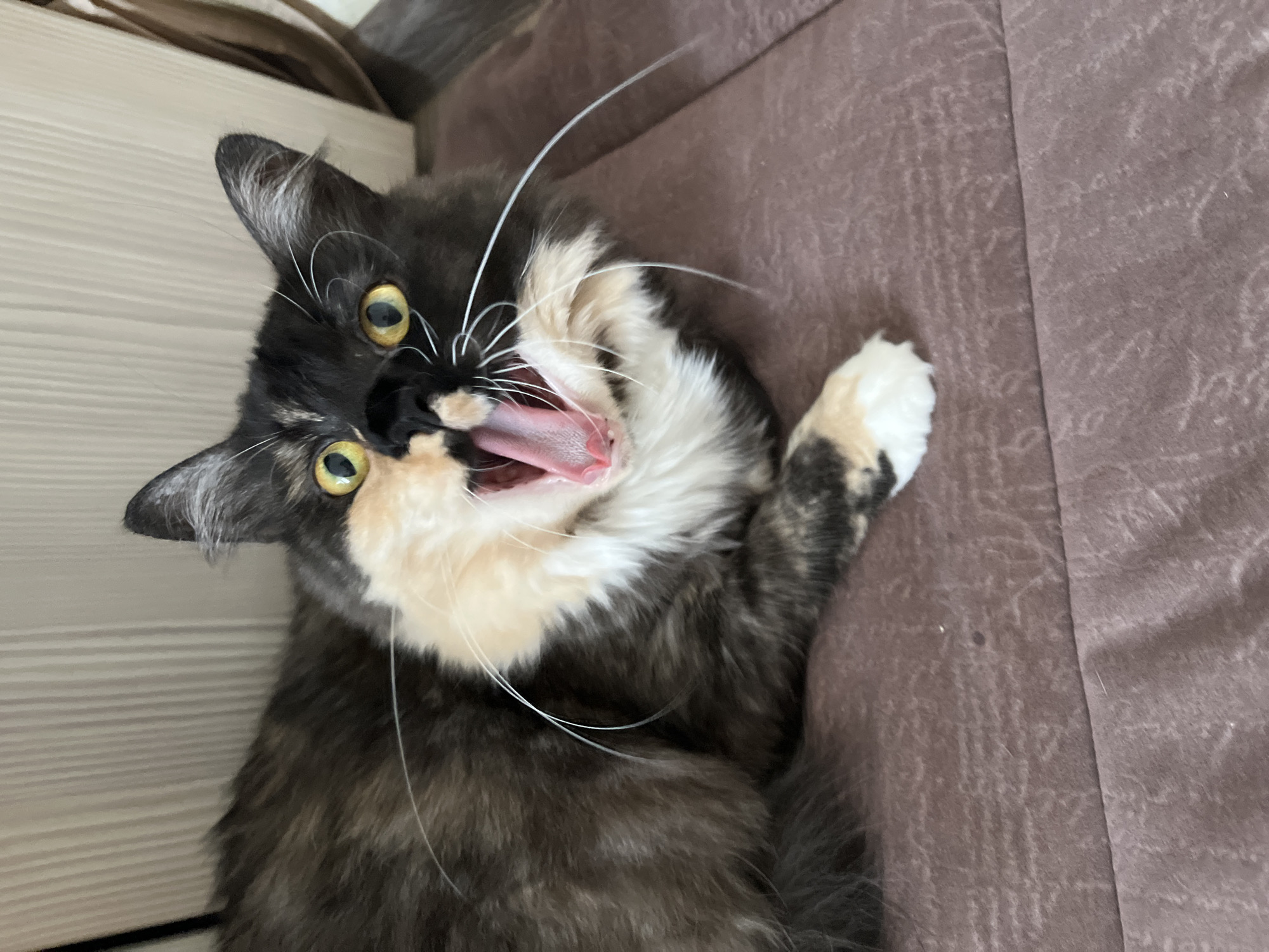 In Ivanovo, Russia, a tortoiseshell cat with striking yellow eyes is captured mid-yawn on a muted brown surface. The cat's mouth is wide open, revealing a pink tongue and throat. Its fur is a mix of black, brown, and cream, with a distinctive patch of cream extending from its chin up to its nose. Long white whiskers fan out from its muzzle. The background consists of a lightly textured, pale wall. The scene is lit from above, casting soft shadows.