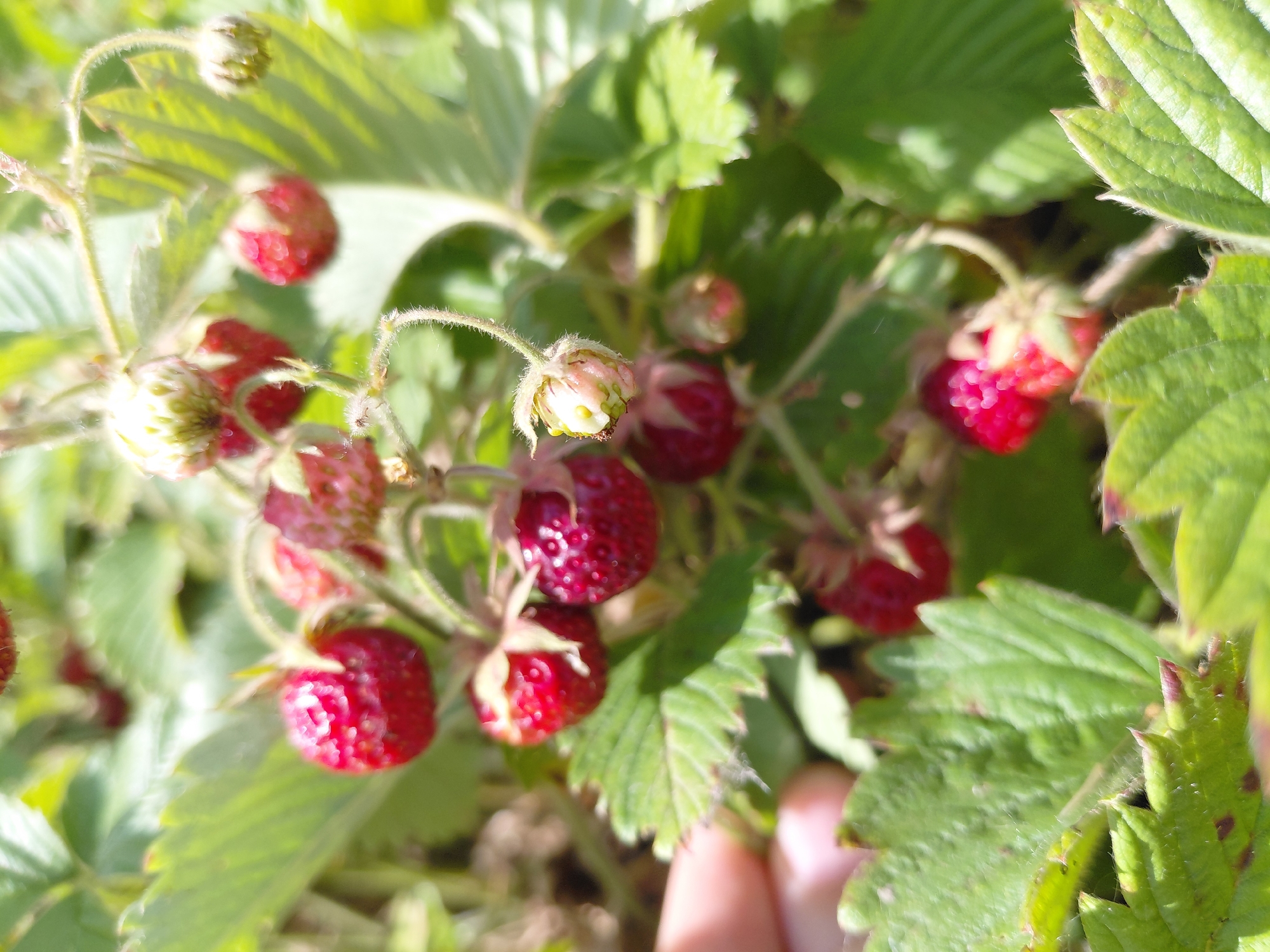 This image captures a close-up view of wild strawberries growing on a plant amidst green foliage. Several ripe red strawberries are visible, some clustered together on thin stems, while others are budding or unripe. The leaves of the plant are a vibrant green, with serrated edges and a slightly fuzzy texture. Sunlight filters through the leaves, creating a bright and natural outdoor setting. The specific location within Novosibirsk, Russia, is not discernible from the image. There is a blurred hand visible on the left side of the frame, suggesting a person is interacting with or observing the strawberries. The overall scene depicts a bountiful harvest of wild strawberries in a natural, sunlit environment.