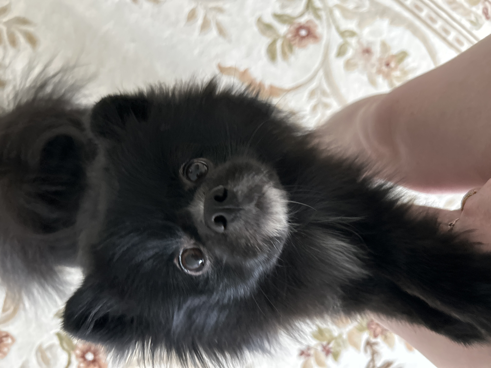 A close-up, slightly angled, overhead shot shows a small, long-haired, black dog with dark eyes. The dog appears to be a Pomeranian-type breed. The dog is held in someone's arm, with part of their fair-skinned forearm visible on the right. The background is a floral-patterned fabric or bedding in muted neutral tones. The photo appears to be taken indoors. The city of Chaikovsky, Russia is not discernible from the image.