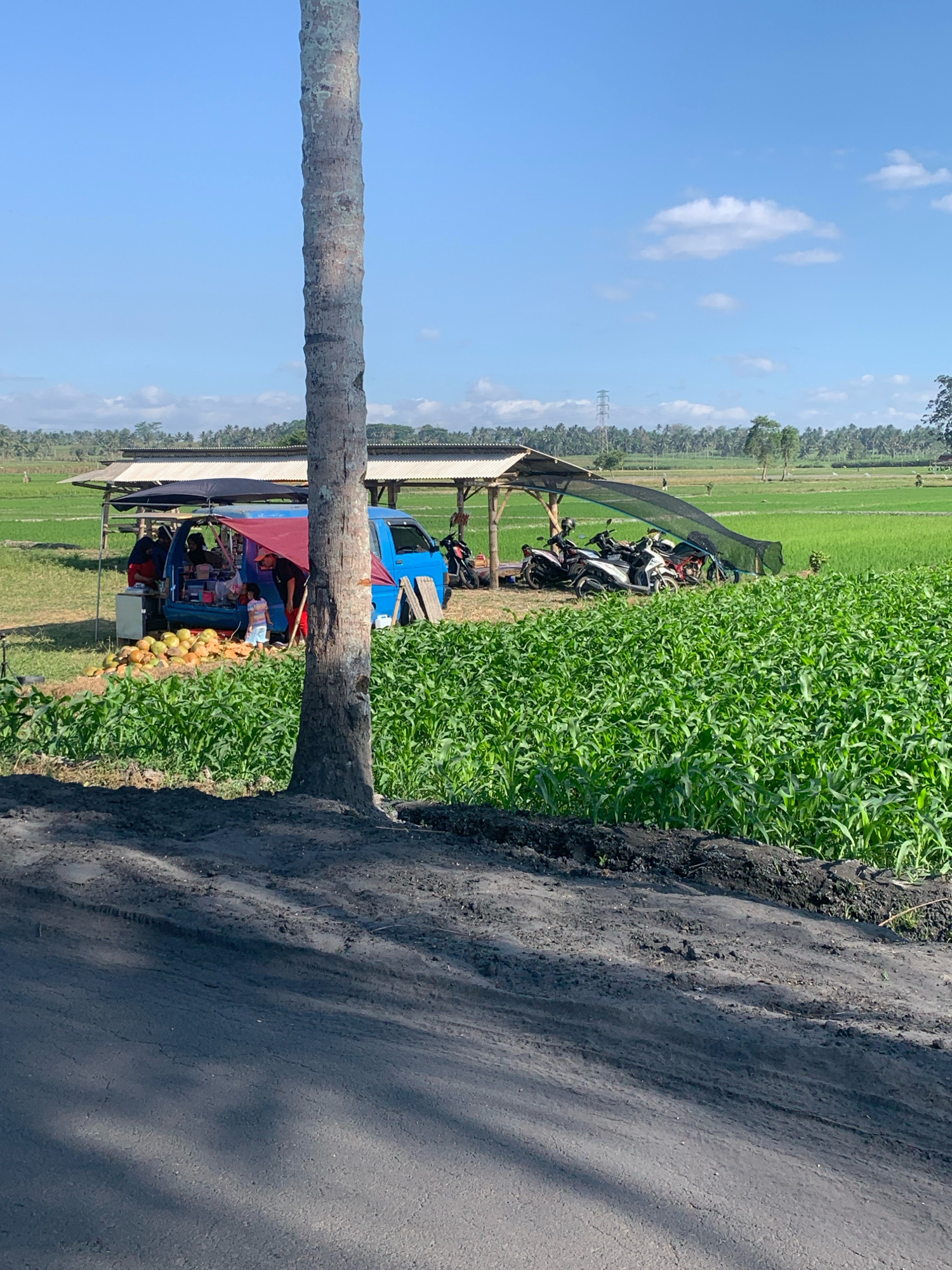 A roadside stand is set up in front of a cornfield in Sukonolo, Indonesia, under a clear blue sky. A tall, weathered palm tree trunk stands prominently in the foreground, casting a shadow across a dark, dusty road. To the left of the palm tree, a simple open-air structure with a white roof and a black tarp provides shade for a blue minivan, behind which several motorcycles are parked. The minivan is serving as the counter for the stand, with people interacting in front of it. In front of the stand, a large pile of coconuts is displayed for sale. The cornfield extends to the right, with rows of vibrant green corn plants stretching into the distance. The background shows a flat landscape with a treeline and a distant power tower, indicating a rural or semi-rural setting. The overall scene depicts a typical roadside commerce in a tropical agricultural region.