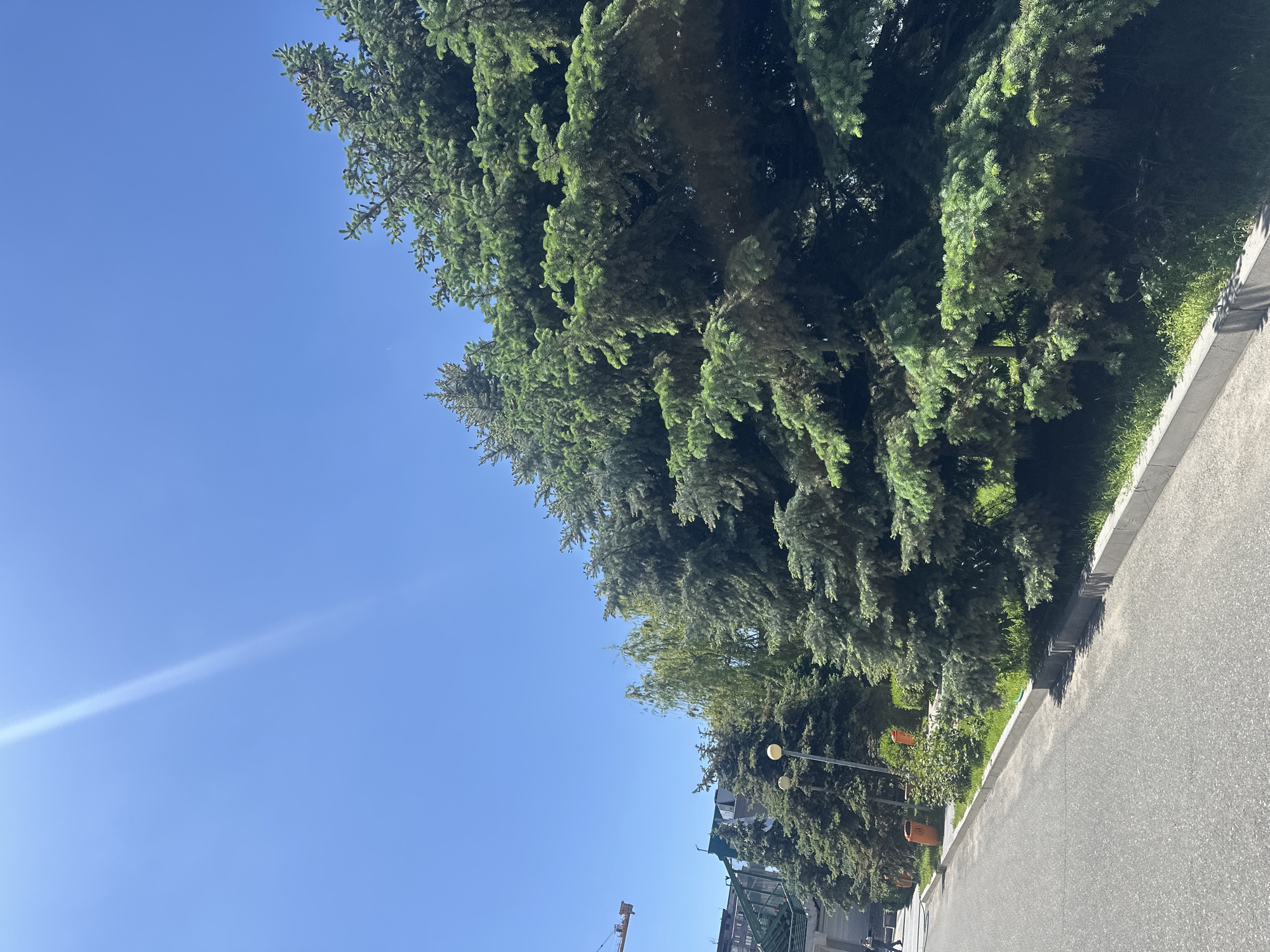 The image is taken in Yerevan, Armenia, likely on a sunny day given the clear blue sky. A row of tall, dense, evergreen trees lines the right side of the frame, casting shadows onto the adjacent sidewalk and street. Street lights are visible, interspersed amongst the foliage. In the distance, at the bottom of the frame, there's an indication of building structures and a crane. The photograph seems to be taken at ground level looking upwards and slightly to the right, focusing on the trees against the bright sky.
