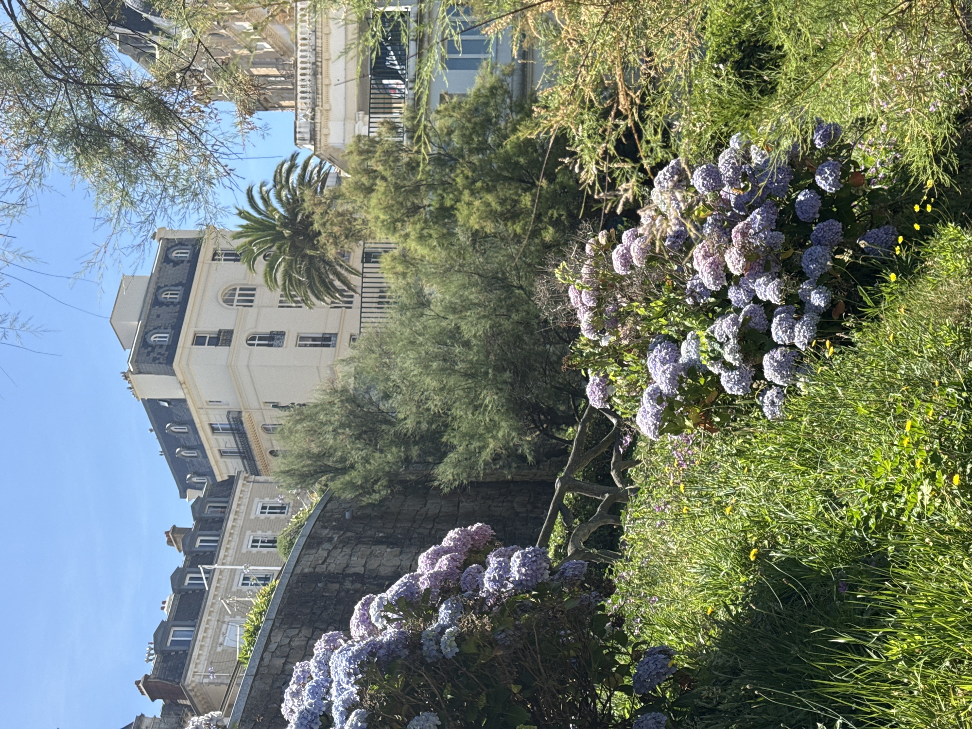 This image captures a sun-drenched view of Biarritz, France, featuring lush greenery and classic European architecture under a clear blue sky. In the foreground, vibrant hydrangeas in shades of blue and purple bloom profusely, interspersed with tall green grasses and smaller yellow wildflowers. A rustic wooden fence partially obscures the view of the lower shrubs.
Behind the flowers, a textured stone wall rises, separating the garden from the buildings beyond. Several trees with dense, green foliage are visible, contributing to the natural beauty of the scene.
In the background, stately white buildings with dark, mansard-style roofs dominate the skyline. These buildings exhibit architectural elements such as arched windows, balconies with black railings, and multiple stories. One building prominently features a large palm tree in front of it. The overall impression is of a well-maintained urban garden bordering elegant city structures, characteristic of a coastal French resort town like Biarritz. There are no people visible in the frame.