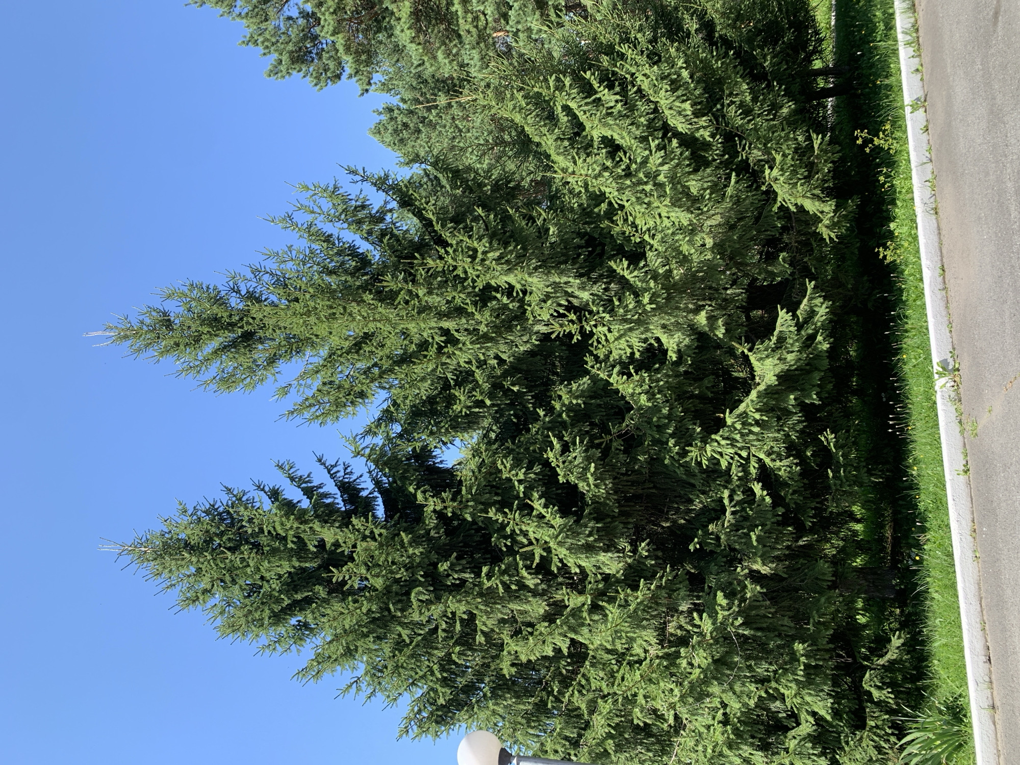The image shows a cluster of mature evergreen trees, likely spruce or fir, with dense green foliage. They are set against a clear, bright blue sky. In the foreground, there is a strip of green grass with some small yellow wildflowers and white-capped curb. Part of an asphalt road is visible at the bottom of the frame. A white lamppost with a rounded top is partially visible on the far left, behind the leftmost tree. The scene is lit by bright sunlight, casting shadows within the dense branches of the trees, indicating an outdoor, daytime setting. There are no people or animals visible in the image. The overall impression is of a well-maintained park or roadside area.