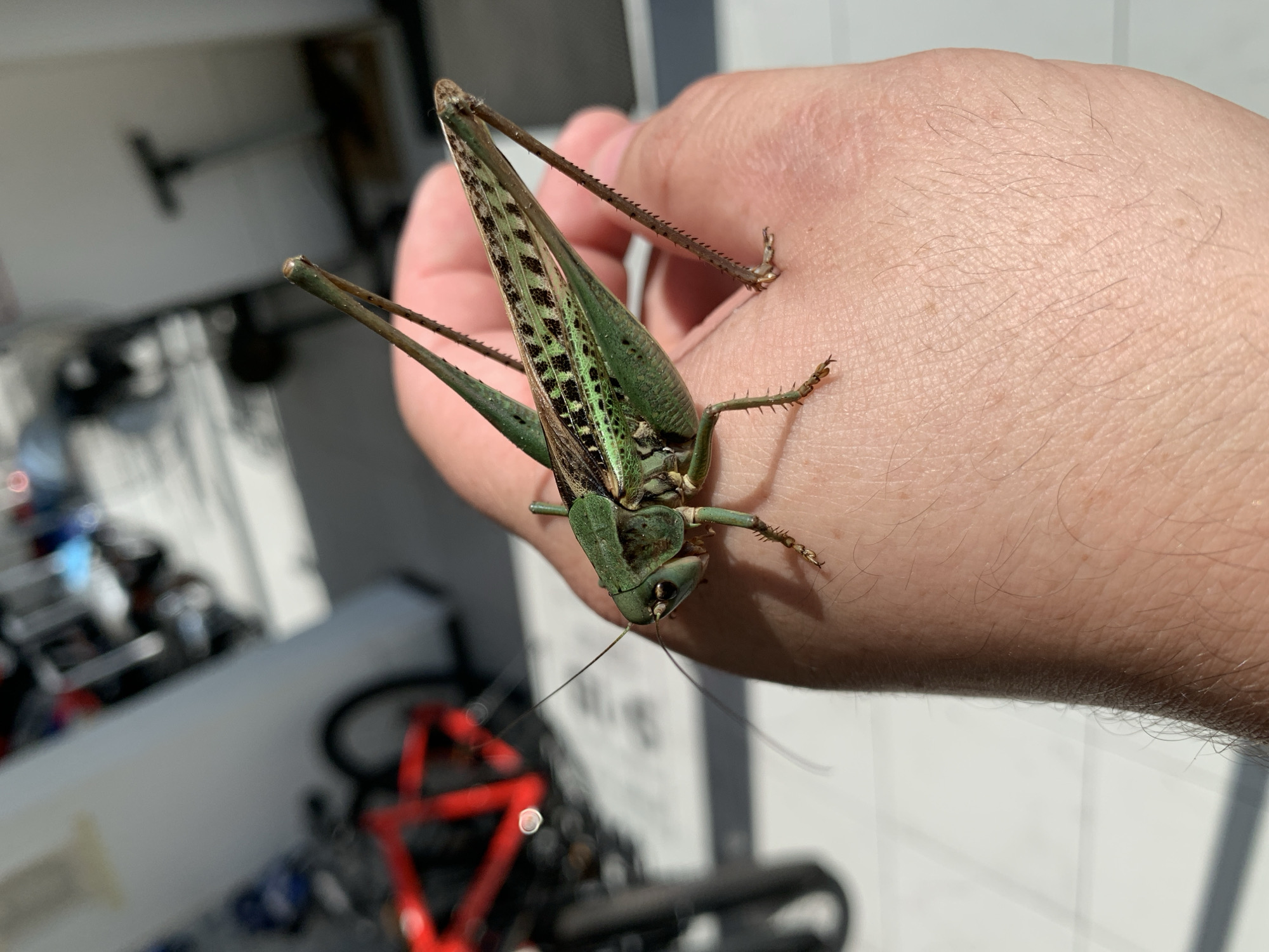 A close-up, high-angle shot captures a green katydid resting on a person's open palm. The katydid is oriented facing left, with its head slightly tilted upwards. Its body is primarily green, with a speckled pattern of darker green and brown on its wings and legs. The katydid's long antennae extend forward, with one antenna curving out of frame. The person's hand is lightly tanned and shows visible pores and fine hairs. In the background, out of focus, are several bicycles, some with red frames, and a white wall. The scene appears to be indoors or in a covered outdoor area, possibly a garage or a bicycle shop. Sunlight streams in from the right, casting shadows across the hand and the katydid. The overall impression is one of a candid moment, where the insect has landed on the person. The location is Kropotkin, Russia.