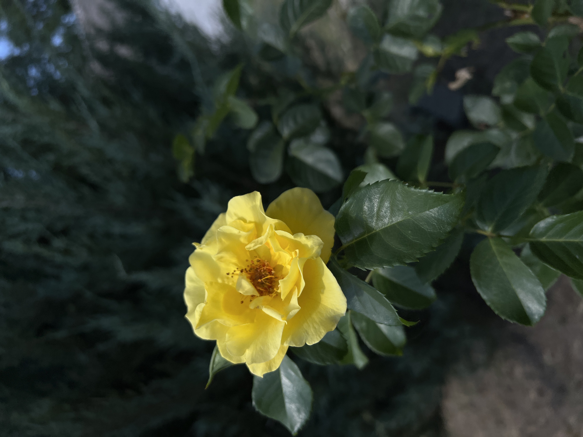 A single, bright yellow rose is in full bloom, centered in the frame. The rose has multiple layers of petals, with some opening outwards and others clustered towards the center. In the middle of the flower, a cluster of brown stamens is visible. The rose is surrounded by deep green leaves, some of which are in focus, while others are blurred in the background. Behind the rose and leaves, a dark, out-of-focus evergreen plant creates a textured backdrop. The lighting suggests it is daytime, with sunlight illuminating the rose and casting some shadows. There is no visible human presence or indication of a specific urban environment, thus the location is unknown.