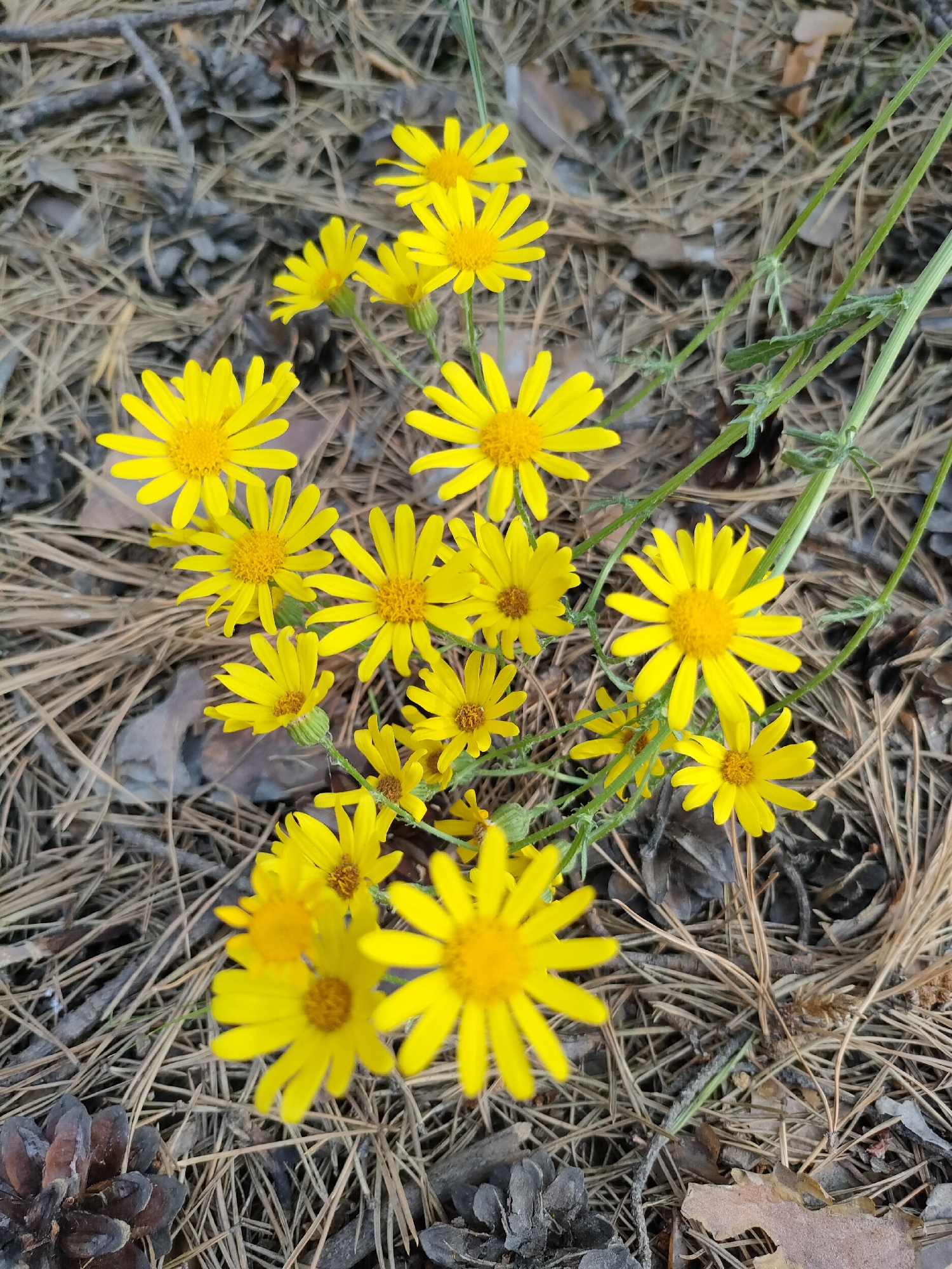 This is a close-up, top-down shot of a cluster of bright yellow wildflowers in bloom. The flowers have delicate, ray-like petals and a prominent, textured yellow center. They are growing on thin, green stems that twist and branch, reaching outwards. The background consists of a forest floor covered in a thick layer of dry pine needles, fallen leaves, and a few pine cones, suggesting a woodland or park setting. The lighting is natural, indicating daytime, and the focus is on the vibrant flowers, creating a sense of natural beauty and simplicity. There are no people or text visible in the image. The overall impression is one of a peaceful, natural scene, possibly captured during the spring or summer months in Barnaul, Russia, given the pine needle and cone litter.