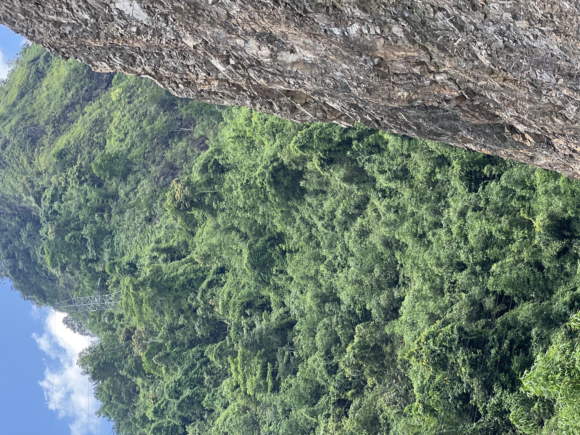 The image shows a steep, rocky cliff face on the right, juxtaposed against a dense, green mountainside covered in lush vegetation on the left. The mountainside is characterized by a profusion of trees and foliage, creating a textured, almost uniform green carpet that extends upwards towards a hazy sky. A tall, metal power pylon is visible amidst the trees on the upper left portion of the mountain. The sky above is partly cloudy, with patches of blue. The scene appears to be a natural landscape, likely in a rural or mountainous area. While the specific location within Minh Tân Commune, Vietnam, is not visually explicit, the dense vegetation and mountainous terrain suggest a location fitting such a description. There are no people or discernible activities depicted in the image. The overall impression is one of rugged natural beauty and undeveloped terrain, with a hint of human infrastructure in the form of the power pylon.
