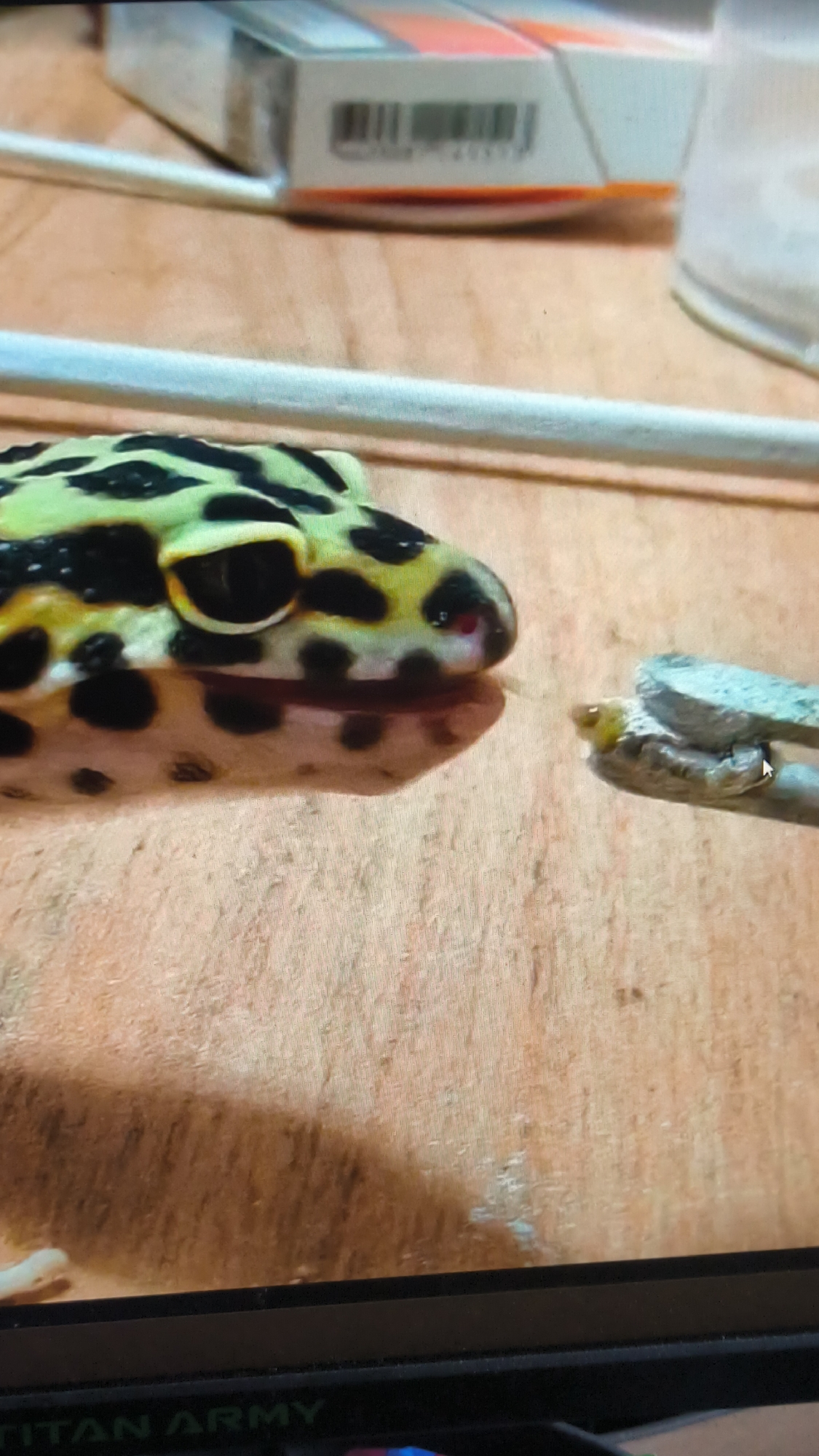 The image shows a close-up of a leopard gecko's head, positioned on a wooden surface. The gecko has yellow and black spotted patterns and is looking towards the right side of the frame. In front of the gecko, a pair of tweezers is holding a small, light-colored object, possibly food, which the gecko appears to be investigating with its mouth. The background is blurred, but a white cylindrical object runs horizontally across the mid-ground, and a box with orange and white accents is visible in the upper background. The overall setting appears to be indoors, with the lighting suggesting it is daytime. There is no visible text related to the gecko or its immediate surroundings, though a faint "TITAN ARMY" logo is visible at the bottom of the frame on what appears to be a computer monitor bezel. The location is identified as Kovrov, Russia.