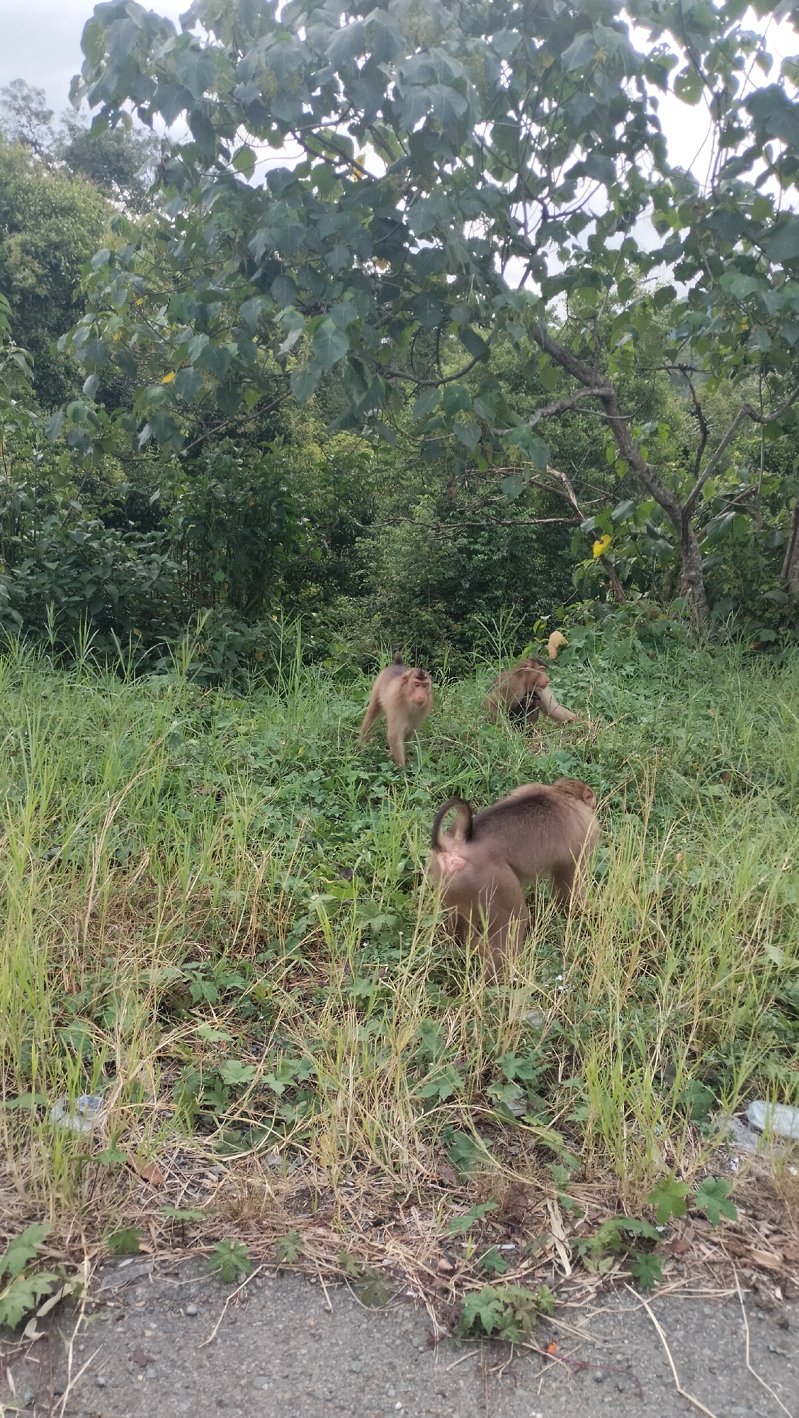 A vertical outdoor shot captures a small group of monkeys foraging in a grassy area next to what appears to be a paved or gravel road. The setting is characterized by lush green vegetation, with dense bushes and trees forming a backdrop under an overcast sky.
In the foreground, a monkey with brownish-grey fur is seen from behind, its body angled slightly to the right, with its short, curled tail visible. Its head is down, suggesting it is looking for food in the tall, dry and green grass. Further back and to the left, another monkey of similar coloration stands upright on all fours, looking directly towards the camera. Its face has lighter fur around the eyes and mouth. Behind this monkey, partially obscured by the foliage, a third monkey is visible, also on the ground, possibly resting or foraging.
The ground is covered with a mix of tall, vibrant green grass and patches of drier, lighter-colored grass and sparse foliage. A dark, possibly asphalt or gravel, road or path runs along the very bottom edge of the frame. The background is dominated by a thick canopy of broad-leaved trees, indicating a forested or heavily vegetated environment typical of Sukamulia, Indonesia. The soft, diffuse lighting suggests an overcast day. There is no visible text in the image.
