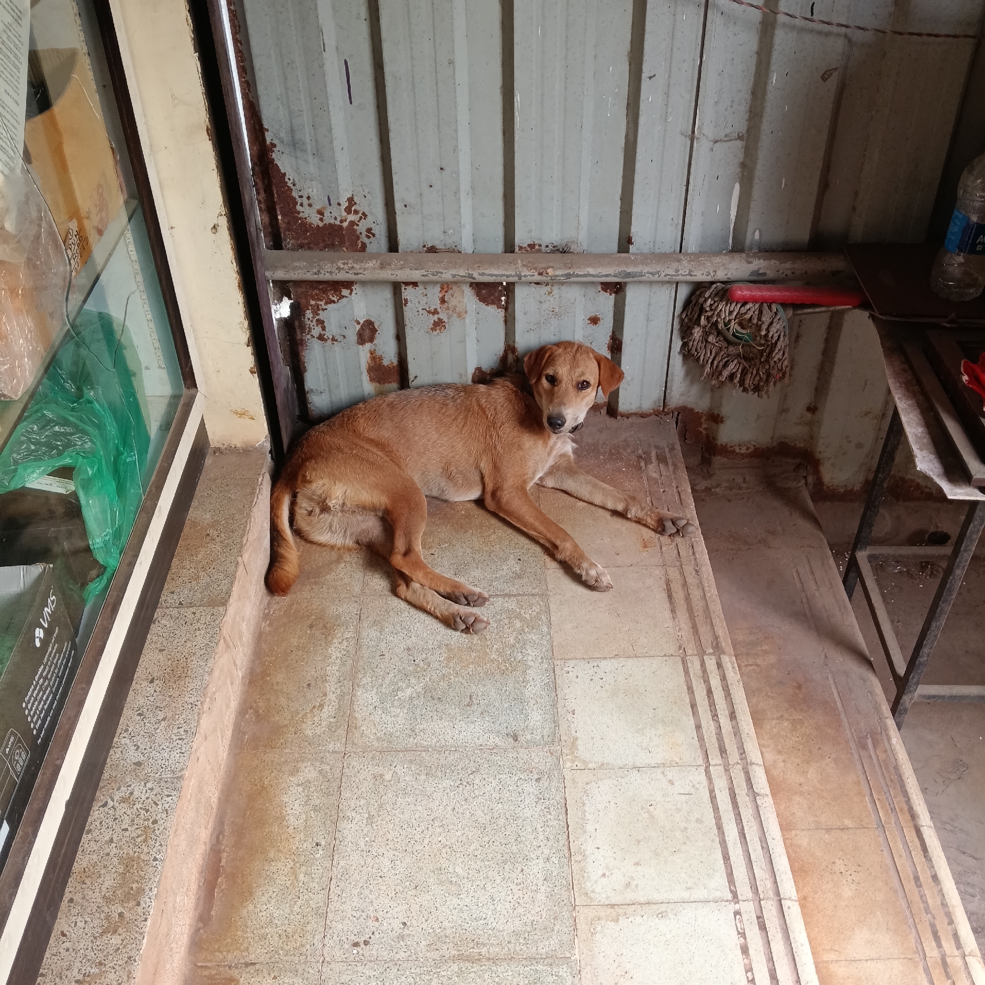 A medium-sized, short-haired, light brown dog is lying on a tiled platform in Oxel, India. The platform has three parallel darker brown stripes running along it. A glass window or display case is to the left of the dog. Behind the dog is a corrugated metal wall with rust stains. A mop and a metal table with a water bottle on it are visible to the right of the dog.
