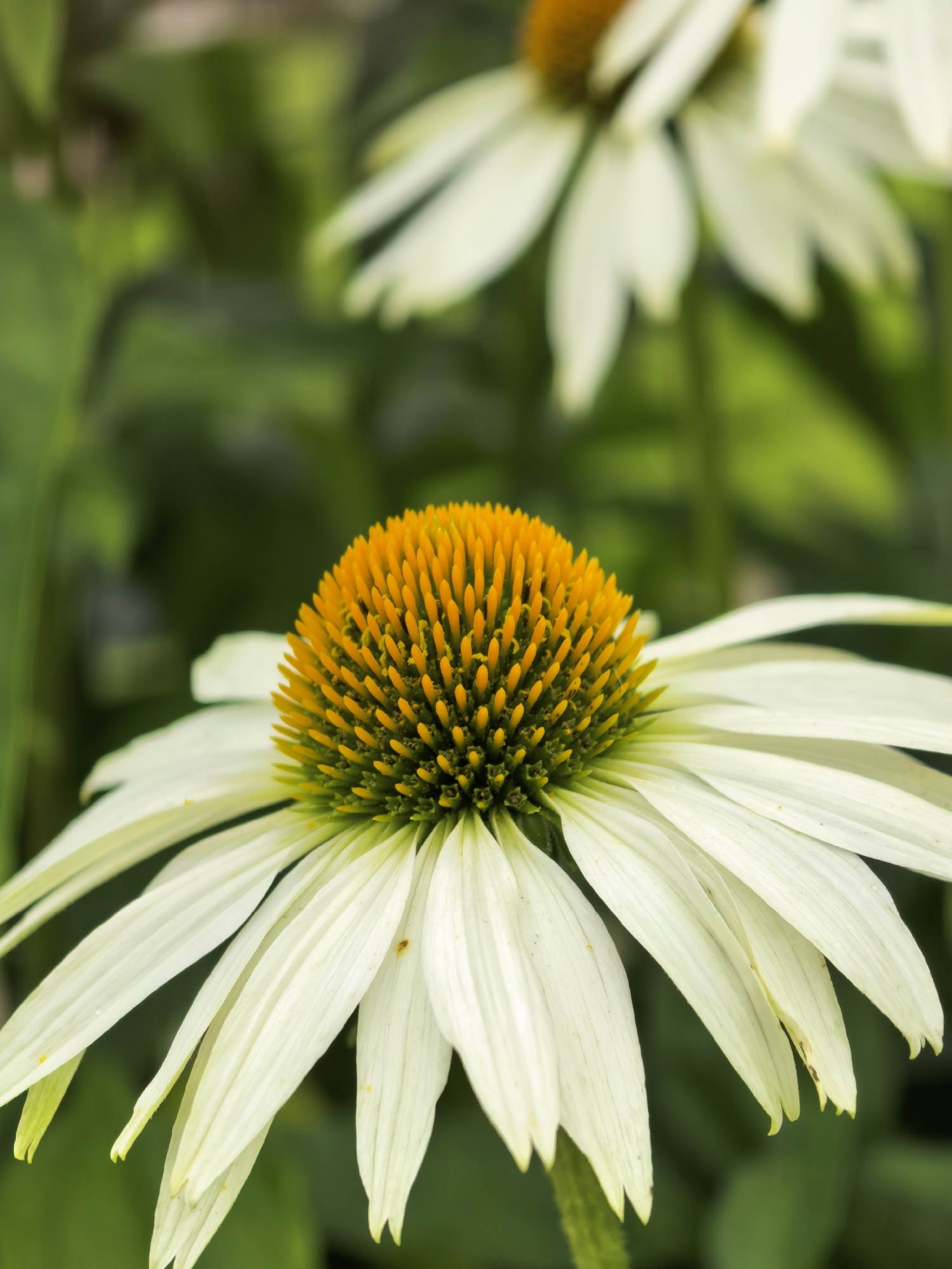 An extreme close-up shot focuses on the bright orange center of a white Echinacea flower, also known as a coneflower. The flower's petals, a pale white with hints of green at their base, are gracefully curved and droop slightly. The background is a blur of lush green foliage, suggesting an outdoor setting, possibly a garden. The lighting is soft, highlighting the delicate textures of the flower. The image is taken from a slightly low angle, looking up at the bloom. The location is Unknown, Unknown.