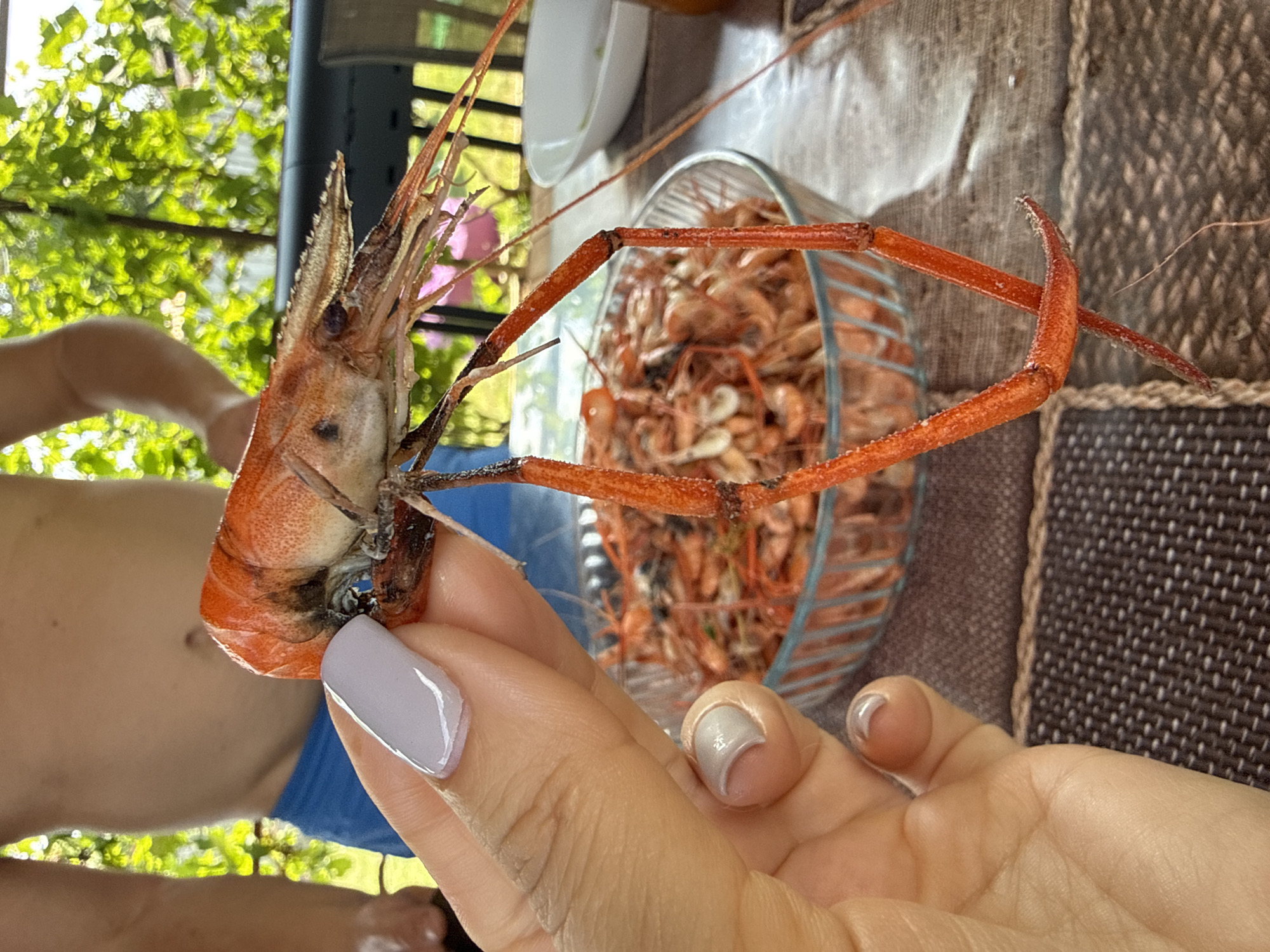 A person holds a large, cooked shrimp with orange shell and long legs in their left hand. The shrimp is positioned in front of a glass bowl filled with many smaller, cooked shrimp. The setting appears to be outdoors, with green foliage and a fence visible in the background. A table covered with a textured cloth is in the foreground. The image was captured in Serhiivka, Ukraine.