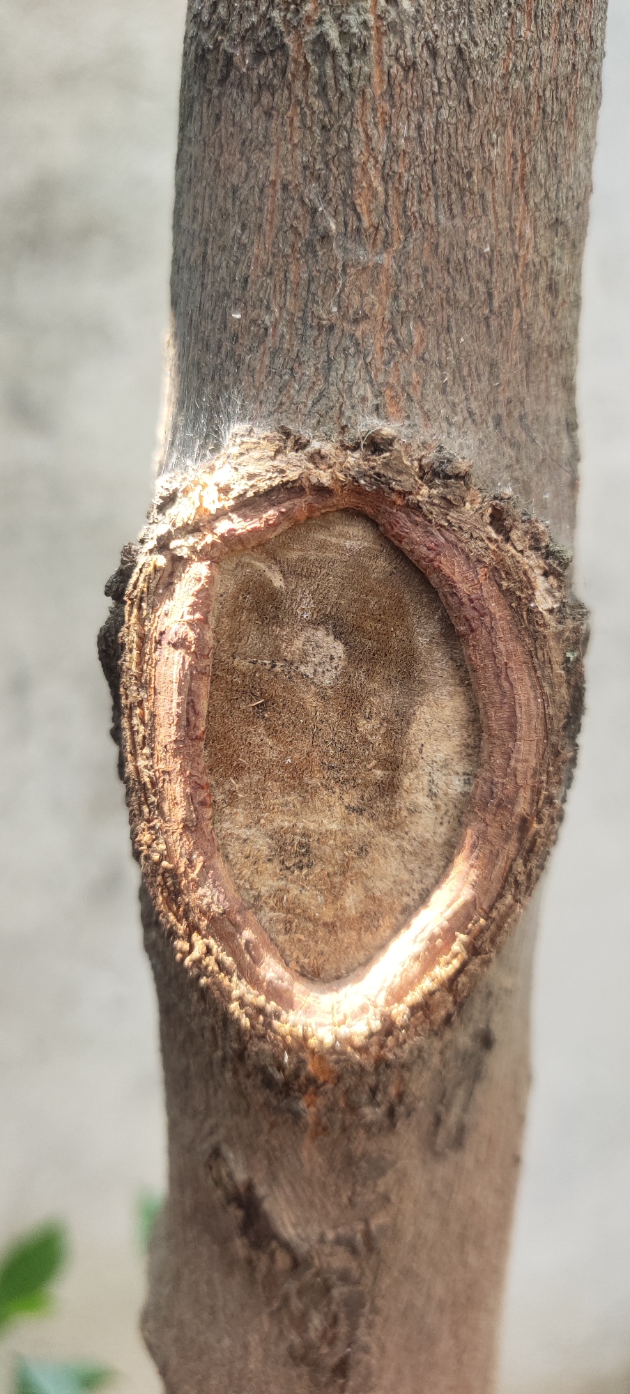 The image shows a close-up, vertical shot of a tree trunk. At the center of the frame is a large, circular scar or wound on the trunk, where a branch has been removed. The edges of the wound are rough and bark-like, with a lighter, woodier surface exposed in the center. The tree trunk itself has a rough, textured bark with vertical striations and a mix of brown and gray tones. There is a bright light source illuminating the wound from the right, creating a strong highlight and casting shadows. The background is out of focus, appearing as a pale, textured surface, possibly a wall or another tree. The overall impression is one of a close examination of a detail on a tree in a natural or semi-natural outdoor setting. The location is not specified in the image.