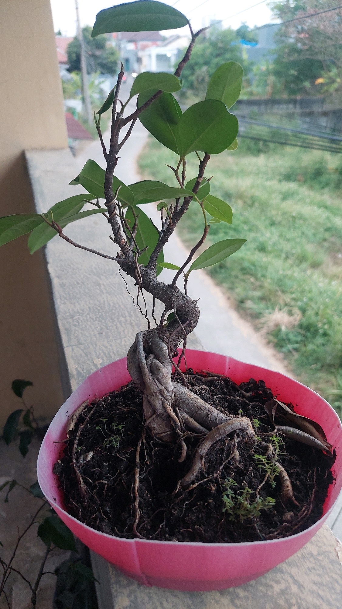 A close-up, eye-level shot showcases a small bonsai tree in a pink plastic pot, resting on a concrete ledge. The bonsai, with its gnarled, intertwined roots exposed above the dark soil, is the primary subject. Its branches are adorned with vibrant green leaves and some bare twigs. In the background, out of focus, a road winds through a residential area with houses and lush green vegetation under a hazy sky. This scene is situated in Bojong Gede, Indonesia. The overall impression is one of urban nature, with the meticulously shaped bonsai contrasting against the natural, yet developed, environment.