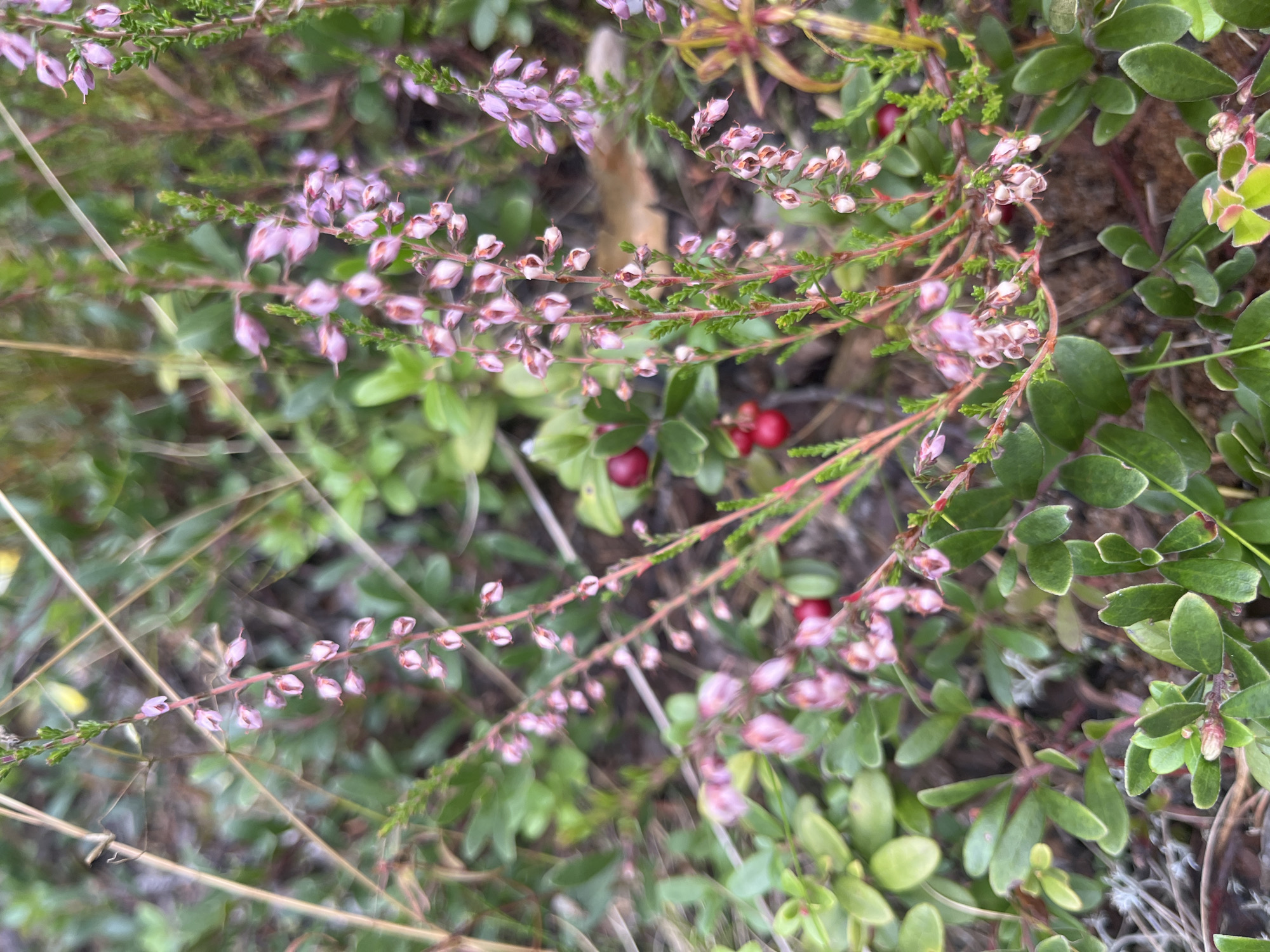 The image shows a close-up view of pink heather flowers and red berries growing among green leaves in what appears to be a natural setting. The focus is on the delicate blossoms and the contrasting red of the berries, with a soft, blurred background of foliage and dried plant matter. The image was taken in Pillapalu, Estonia.