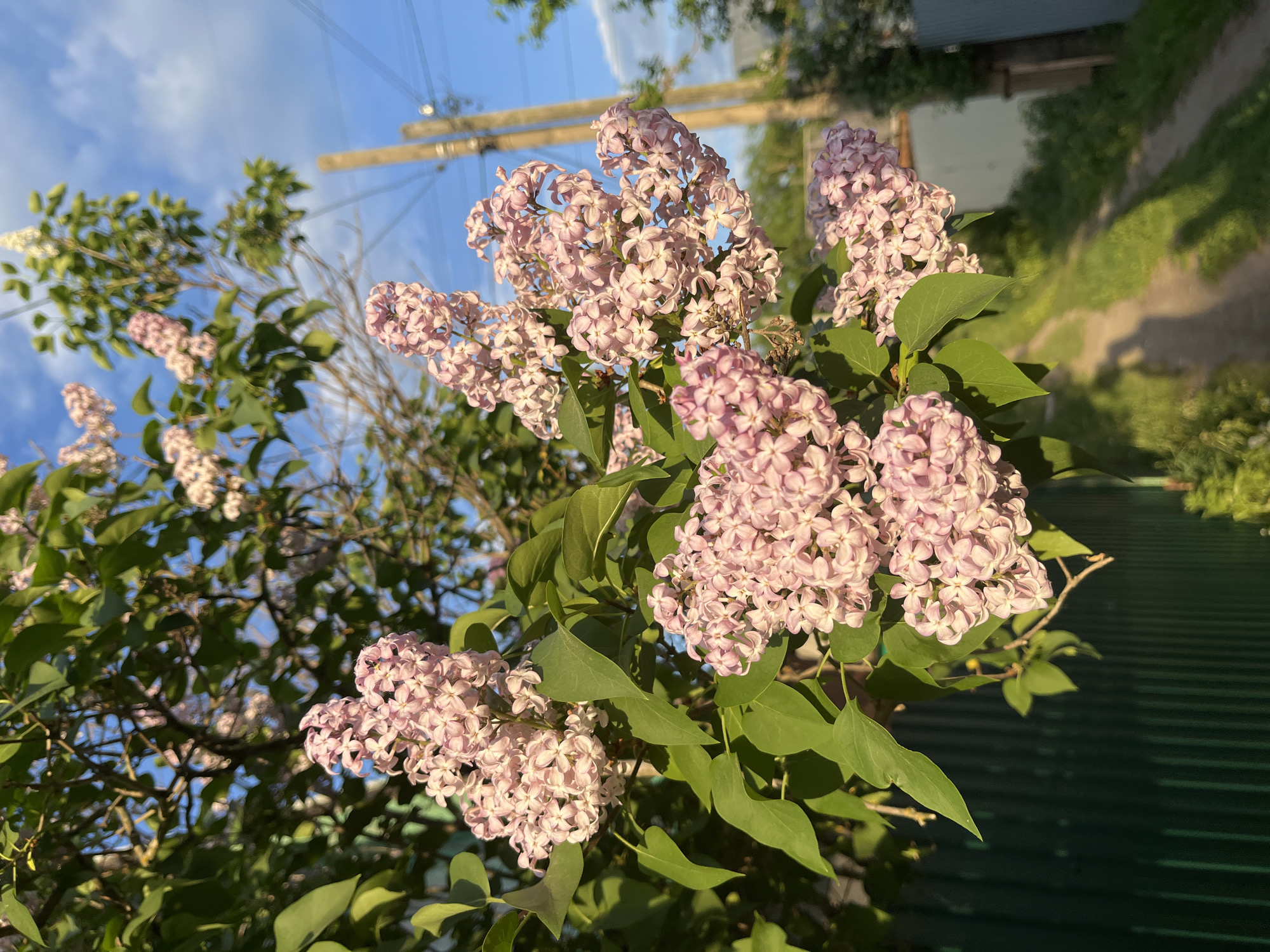 The image shows a close-up of a lilac bush with light purple flowers in full bloom. The bush is located in Chaikovsky, Russia. The flowers are clustered together in large panicles, and the green leaves of the bush are visible. The background includes a glimpse of the sky, power lines, a fence, and some vegetation, suggesting the bush is located in a yard or garden setting. The lighting indicates that the photograph was taken in sunlight. No people are visible in the scene.